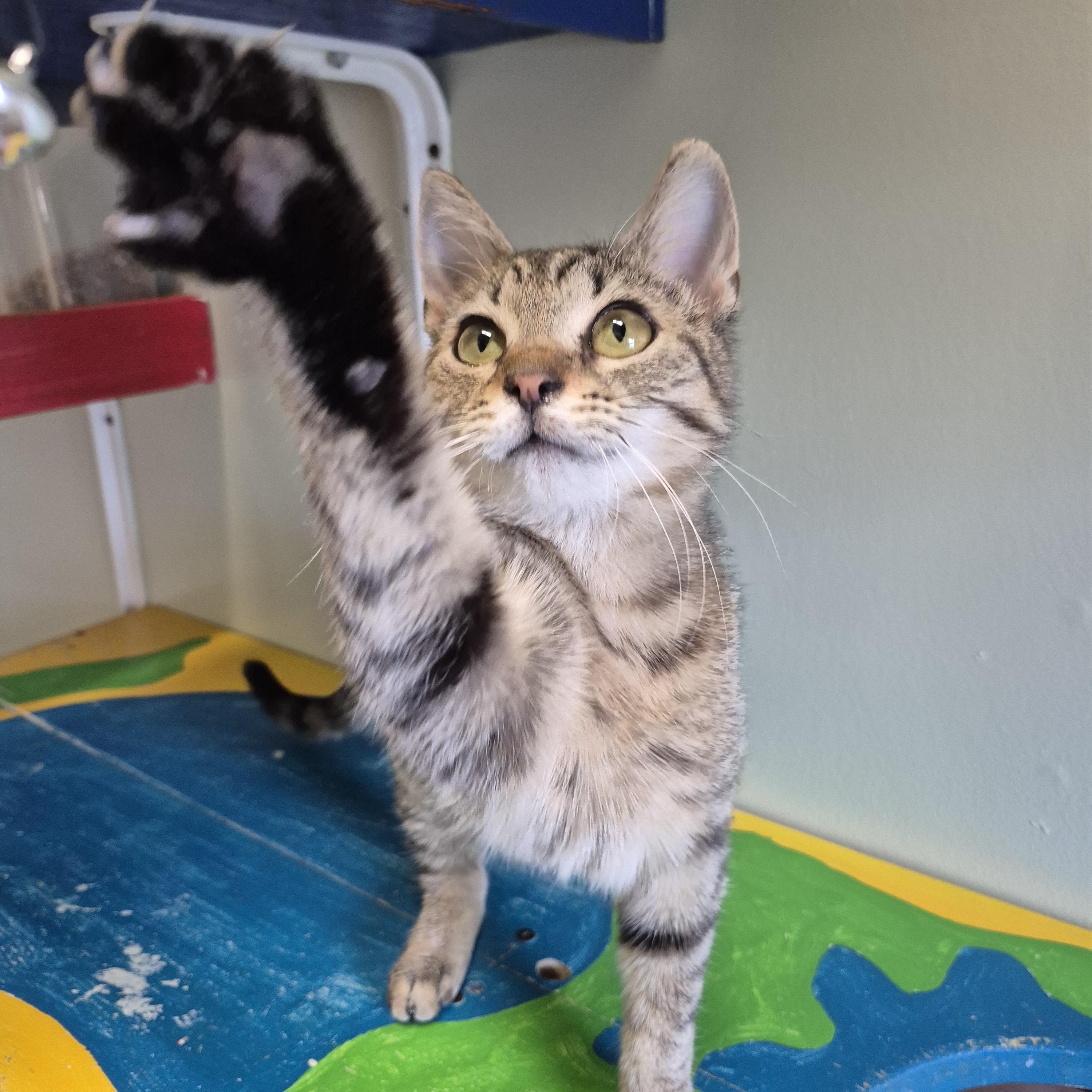 Enlarge Ellie, a ADOPTABLE Domestic Short Hair in Tioga, PA image 3/5