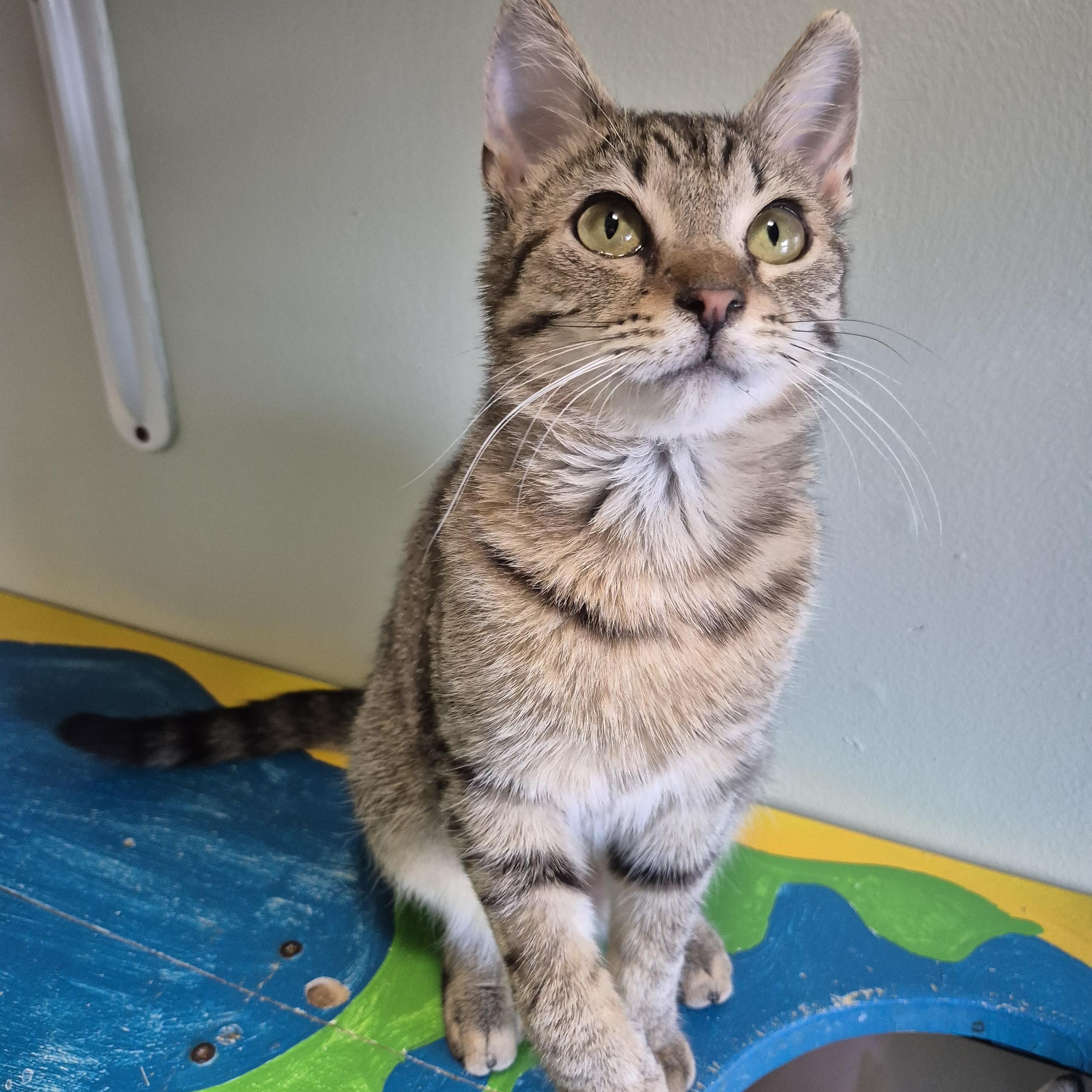 Enlarge Ellie, a ADOPTABLE Domestic Short Hair in Tioga, PA image 2/5