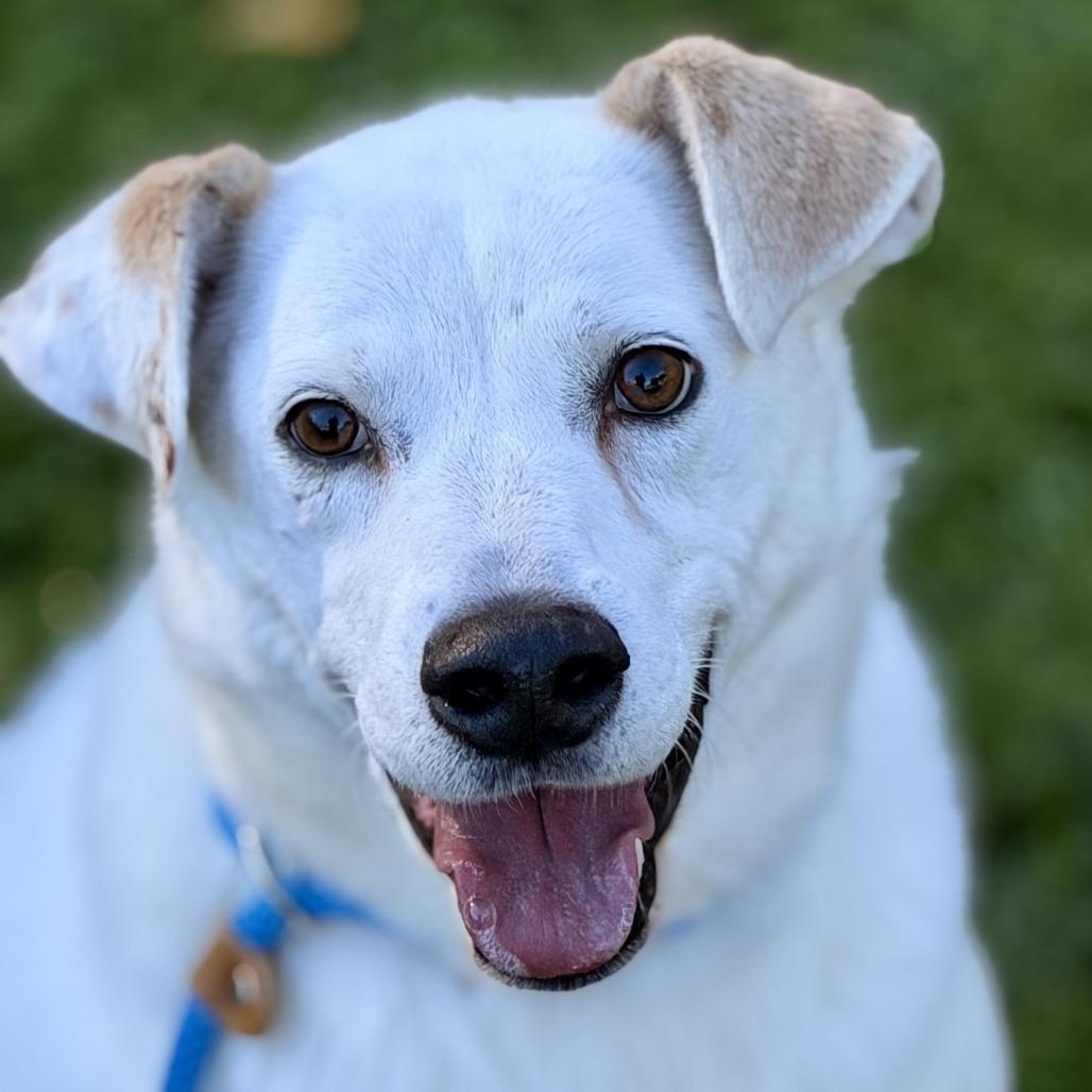 Gable (bonded to Gigi), Adoptable, Senior Male Great Pyrenees & Australian Shepherd.