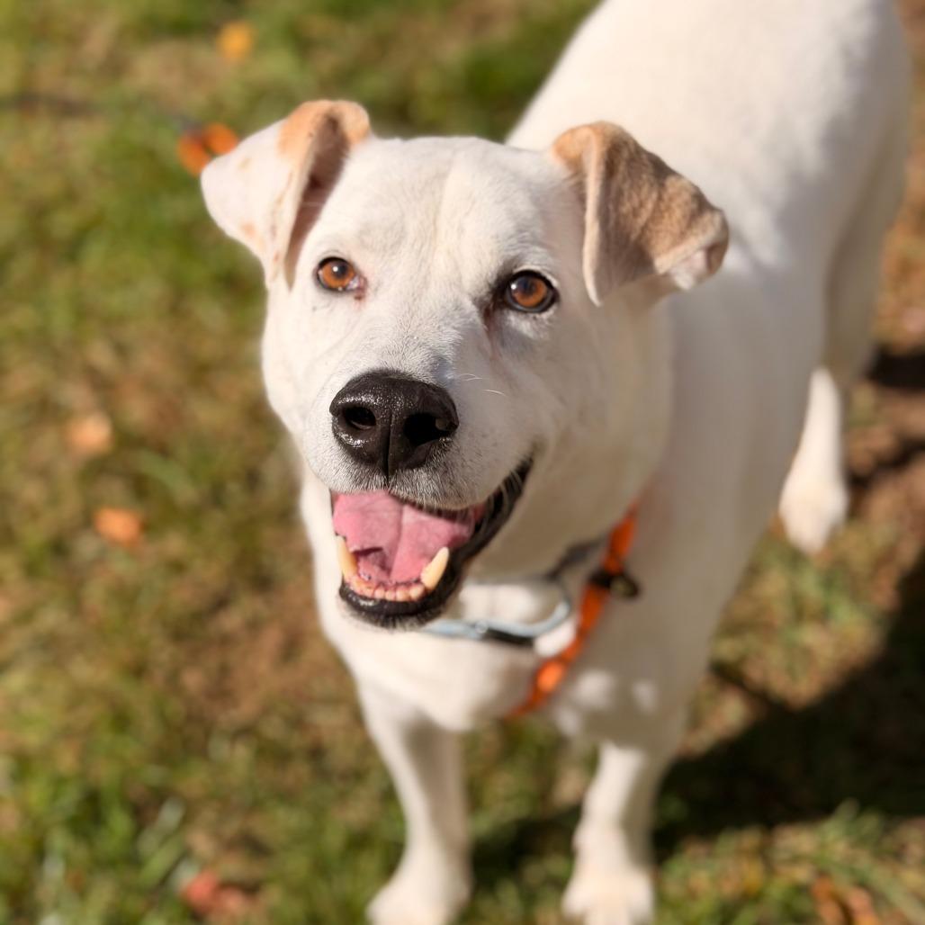 Enlarge Gable (bonded to Gigi), a Adoptable mixed breed in Sparta, NJ image 2/6