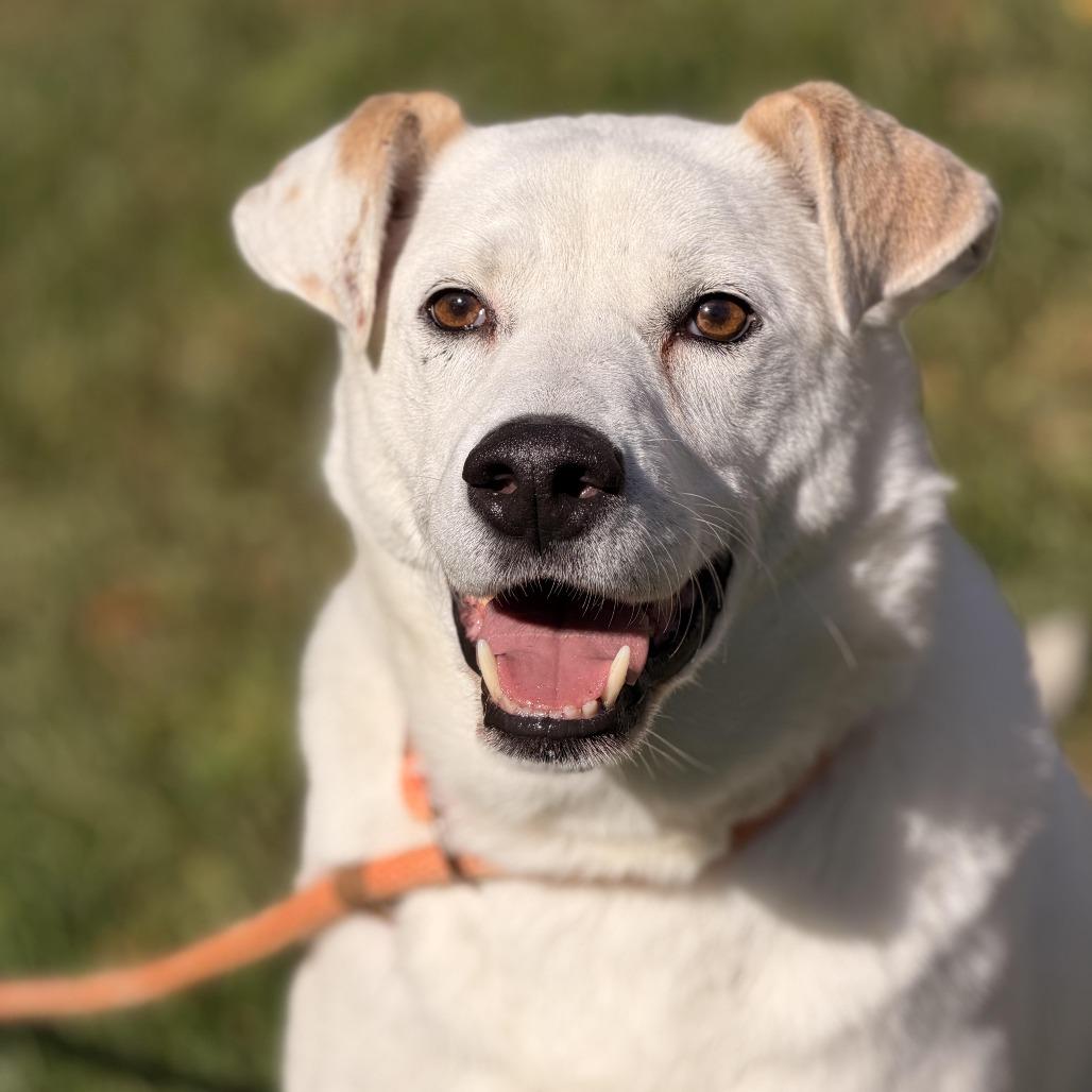 Enlarge Gable (bonded to Gigi), a Adoptable mixed breed in Sparta, NJ image 3/6