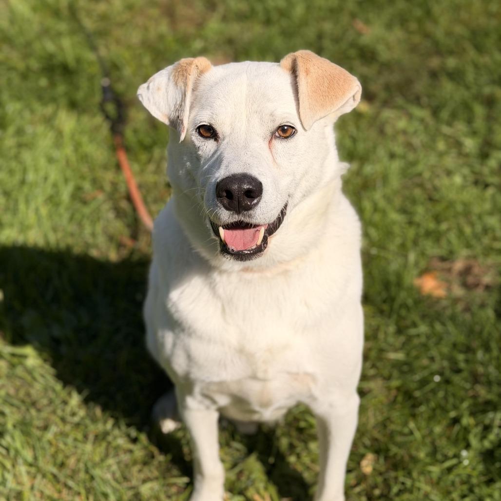 Enlarge Gable (bonded to Gigi), a Adoptable mixed breed in Sparta, NJ image 4/6