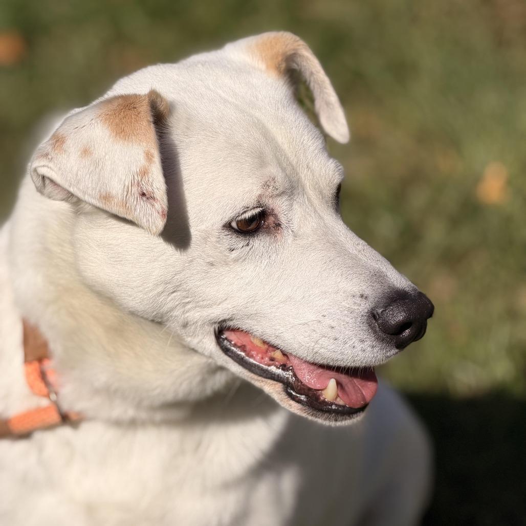 Enlarge Gable (bonded to Gigi), a Adoptable mixed breed in Sparta, NJ image 5/6