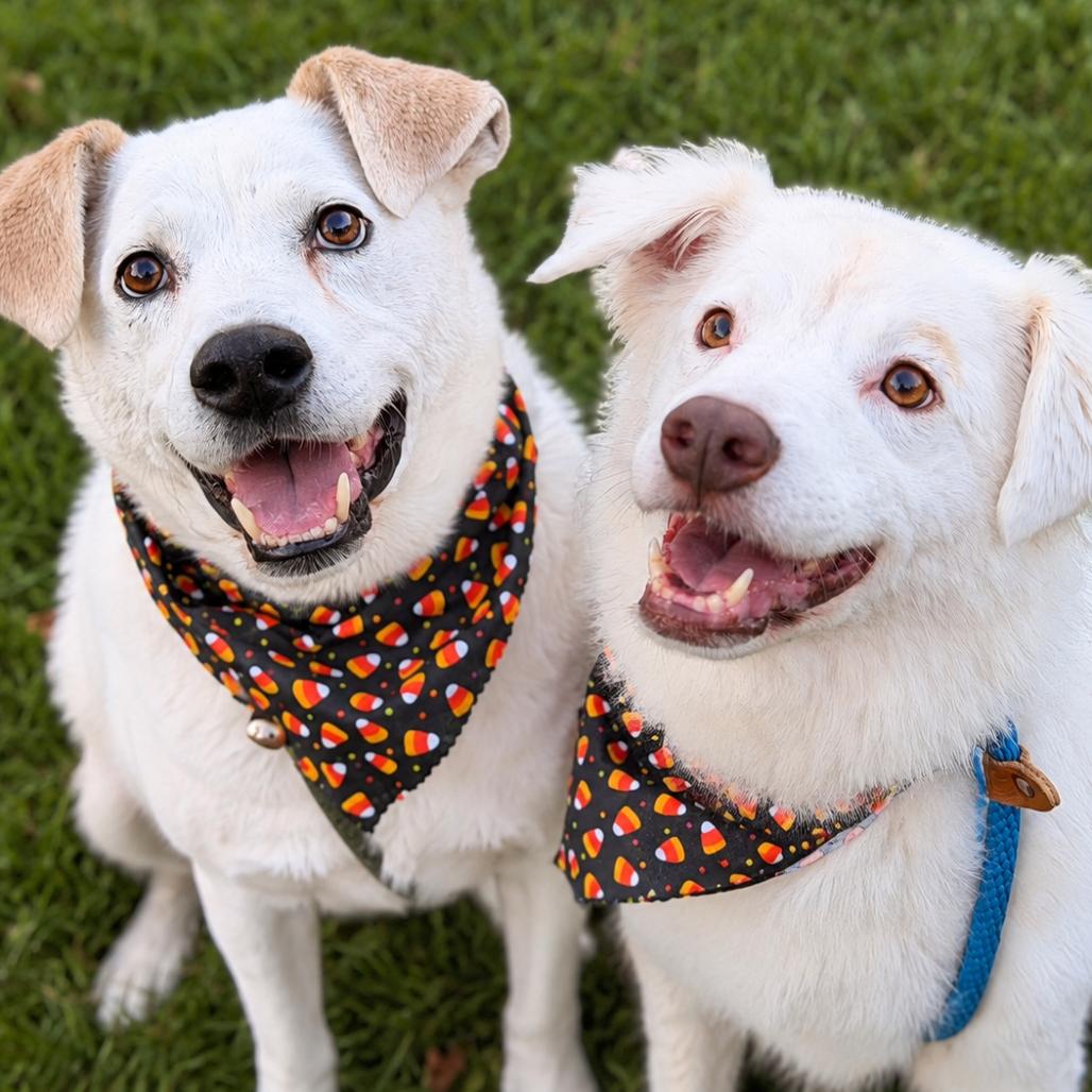 Enlarge Gable (bonded to Gigi), a Adoptable mixed breed in Sparta, NJ image 6/6