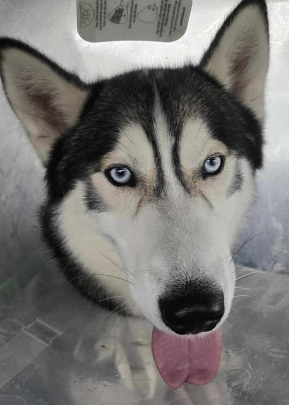 Wolf, Adoptable, Adult Male Husky.