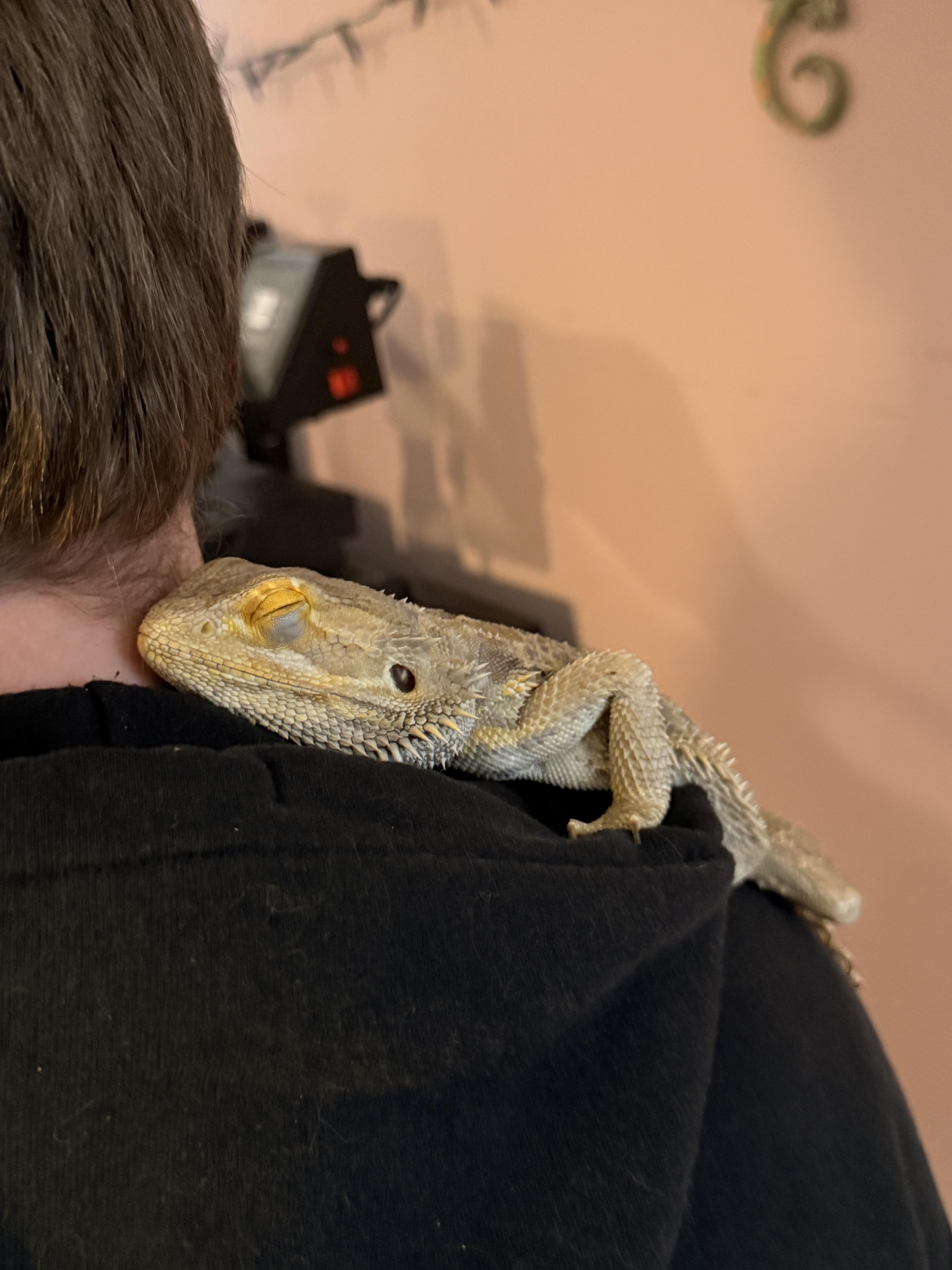 Enlarge Pancake , a ADOPTABLE Bearded Dragon in JACKSON, NJ image 2/5