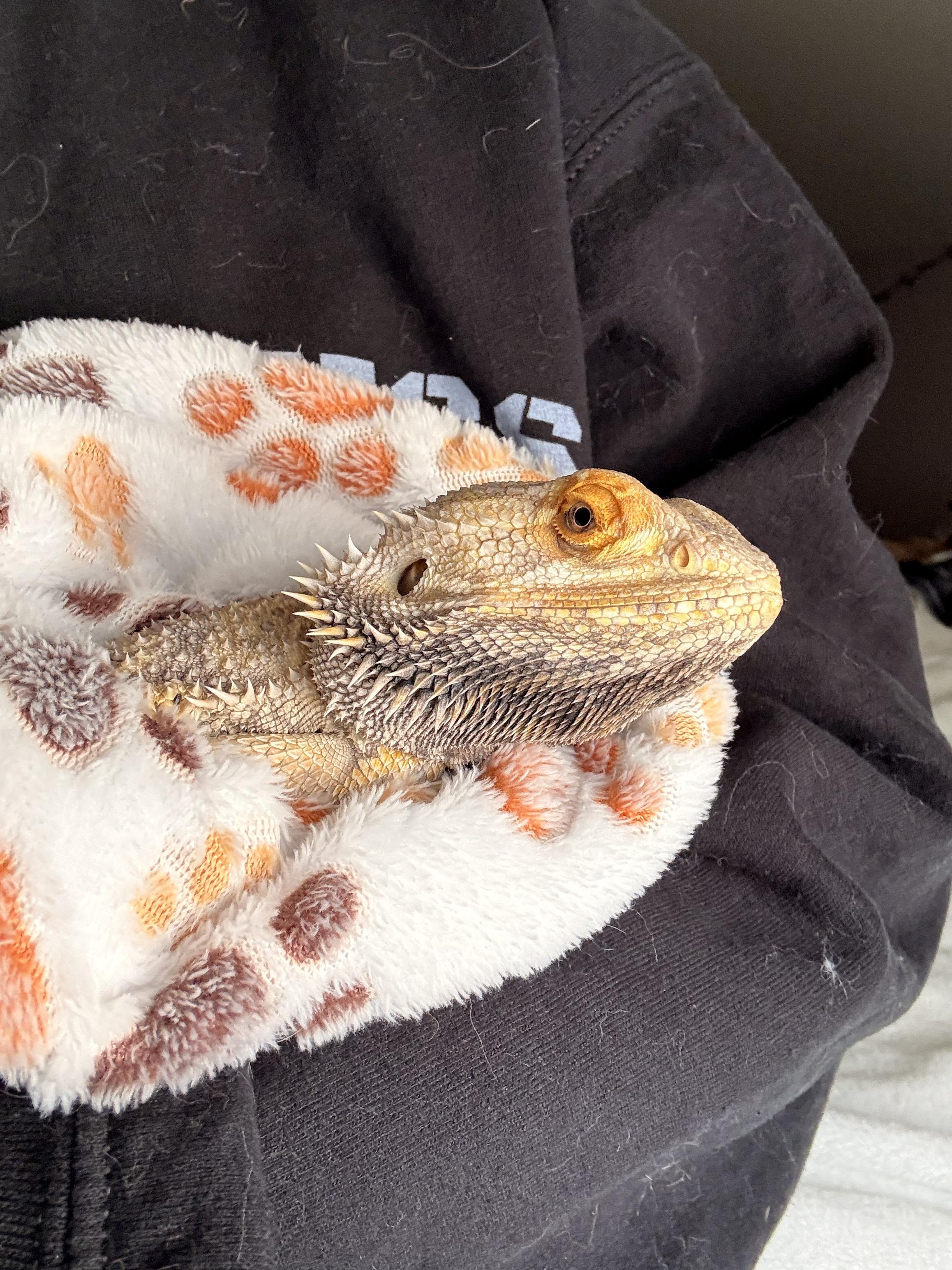 Enlarge Pancake , a ADOPTABLE Bearded Dragon in JACKSON, NJ image 4/5