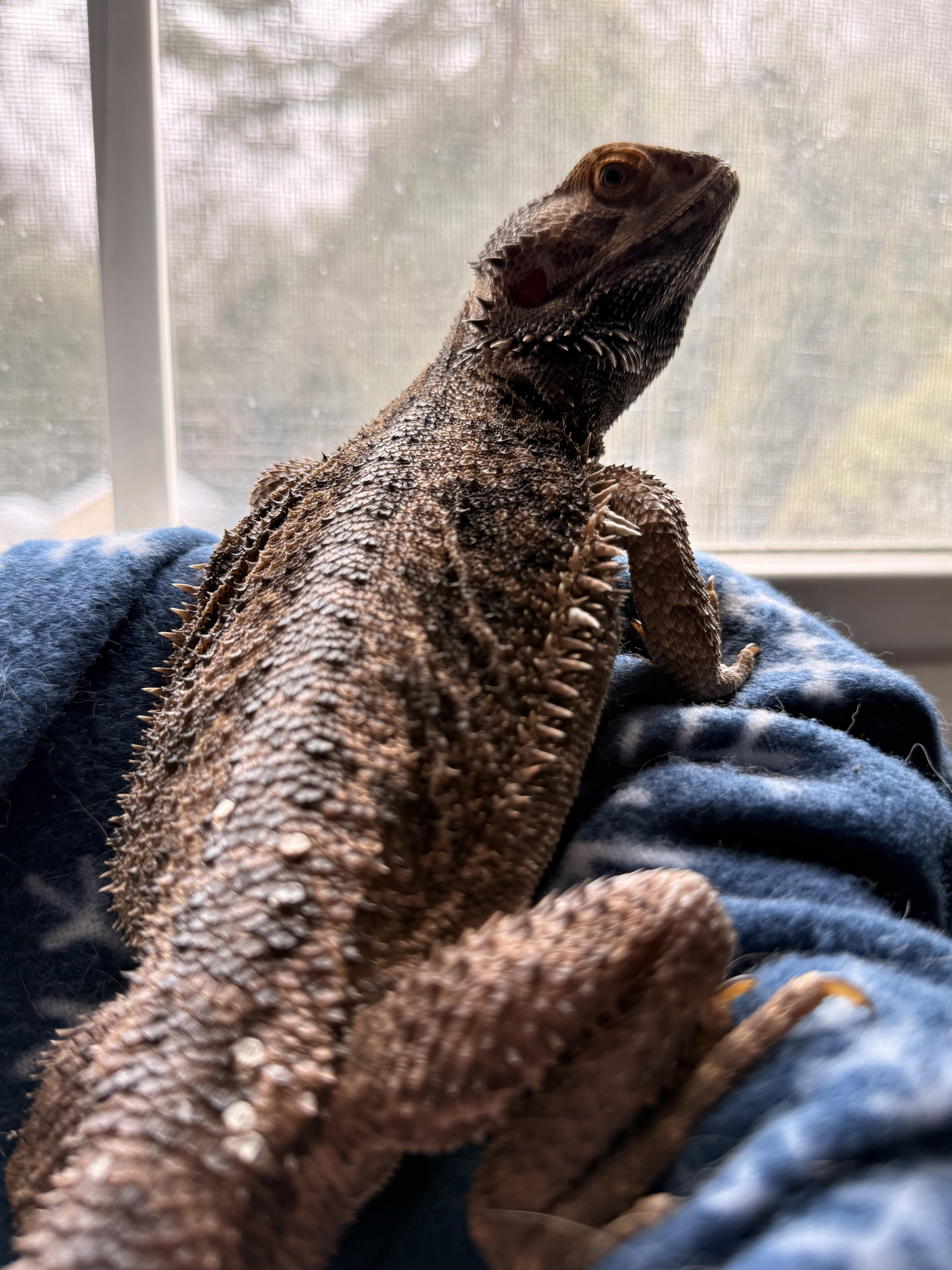 Enlarge Pancake , a ADOPTABLE Bearded Dragon in JACKSON, NJ image 3/5