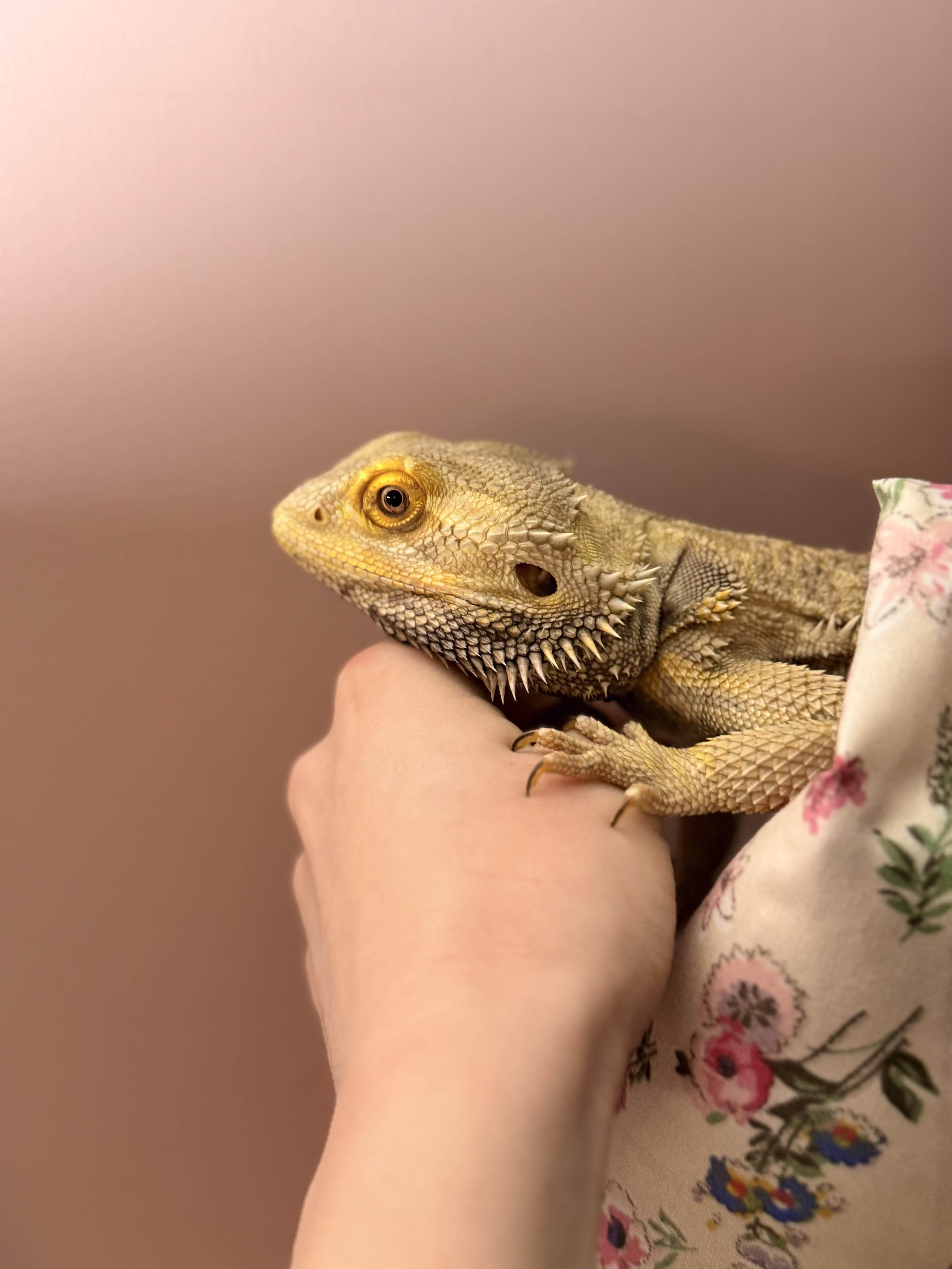 Enlarge Pancake , a ADOPTABLE Bearded Dragon in JACKSON, NJ image 1/5