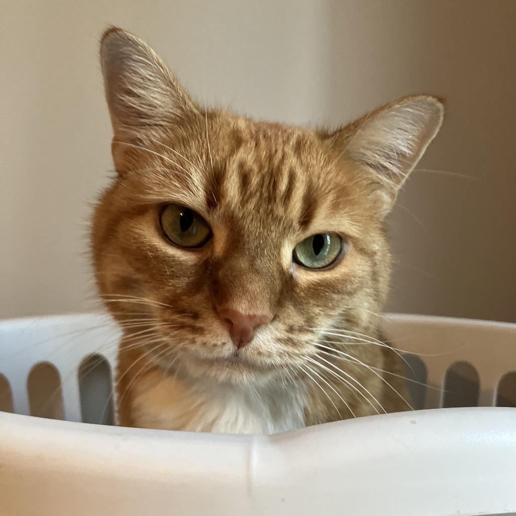 Red, Adoptable, Senior Female Domestic Short Hair.