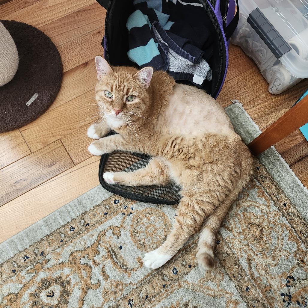 Red, Adoptable, Senior Female Domestic Short Hair.