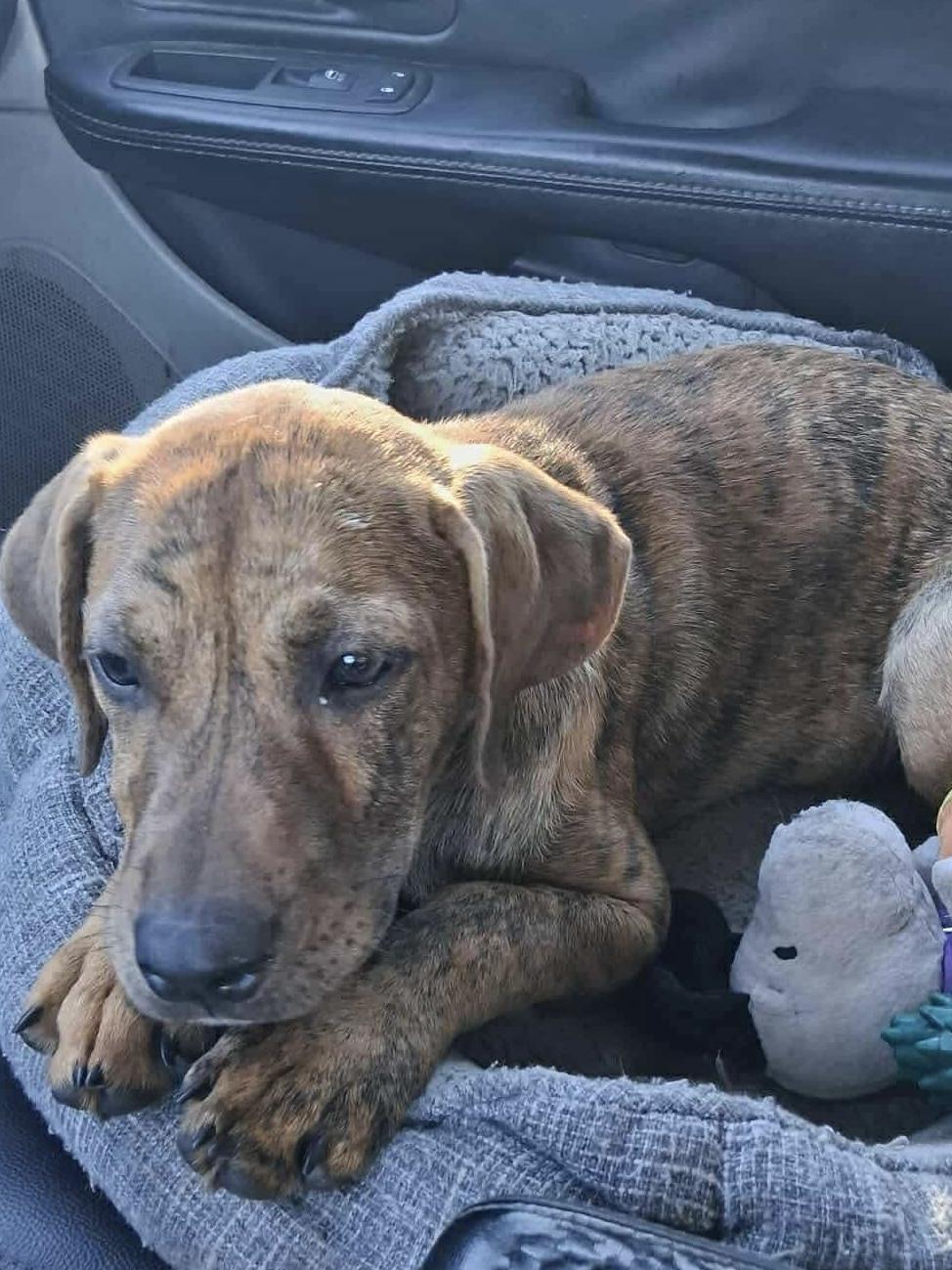 Dodge , Adoptable, Puppy Male Plott Hound.