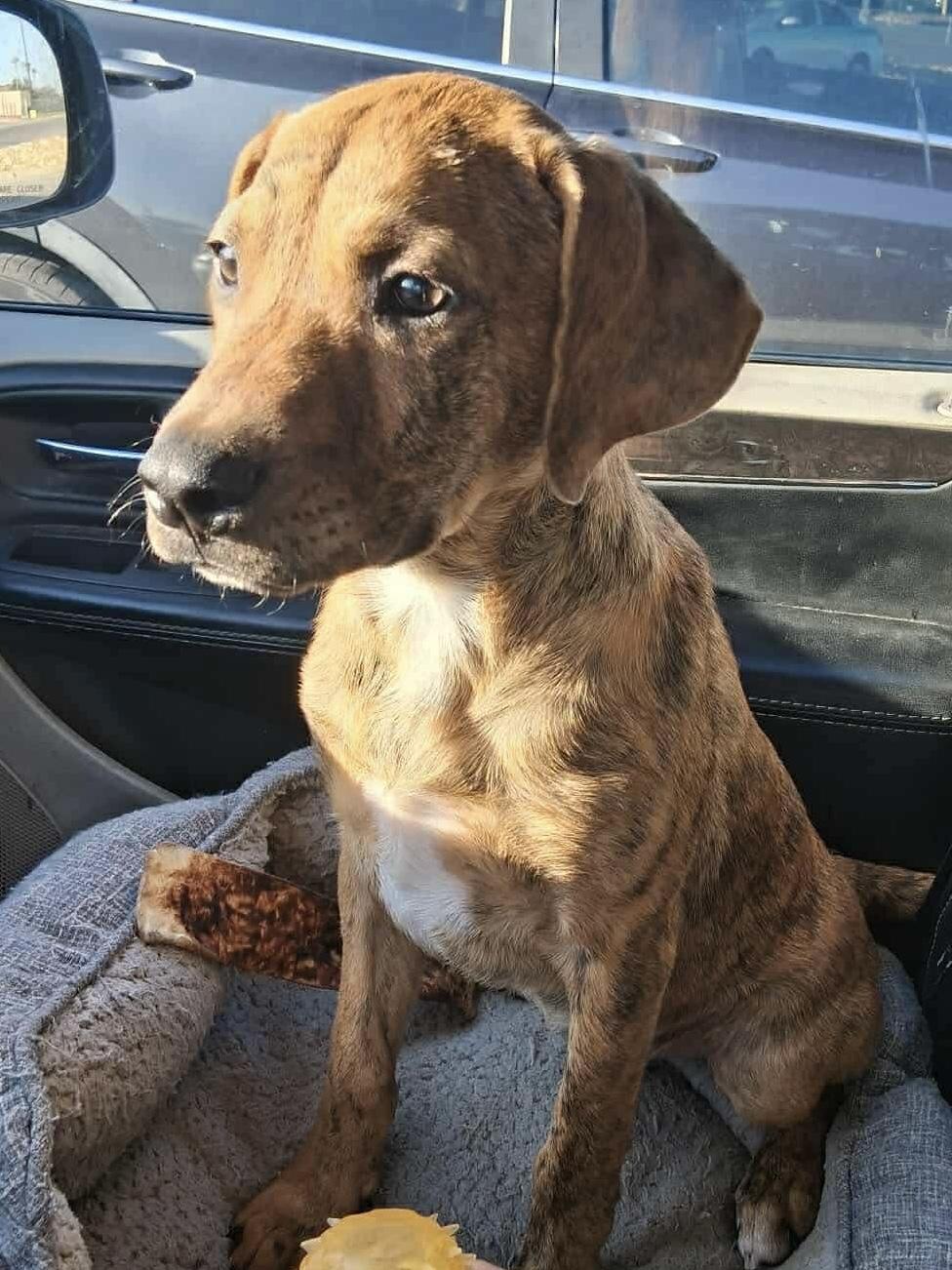 Enlarge Dodge , a Adoptable Plott Hound in Elkhorn, WI image 2/2