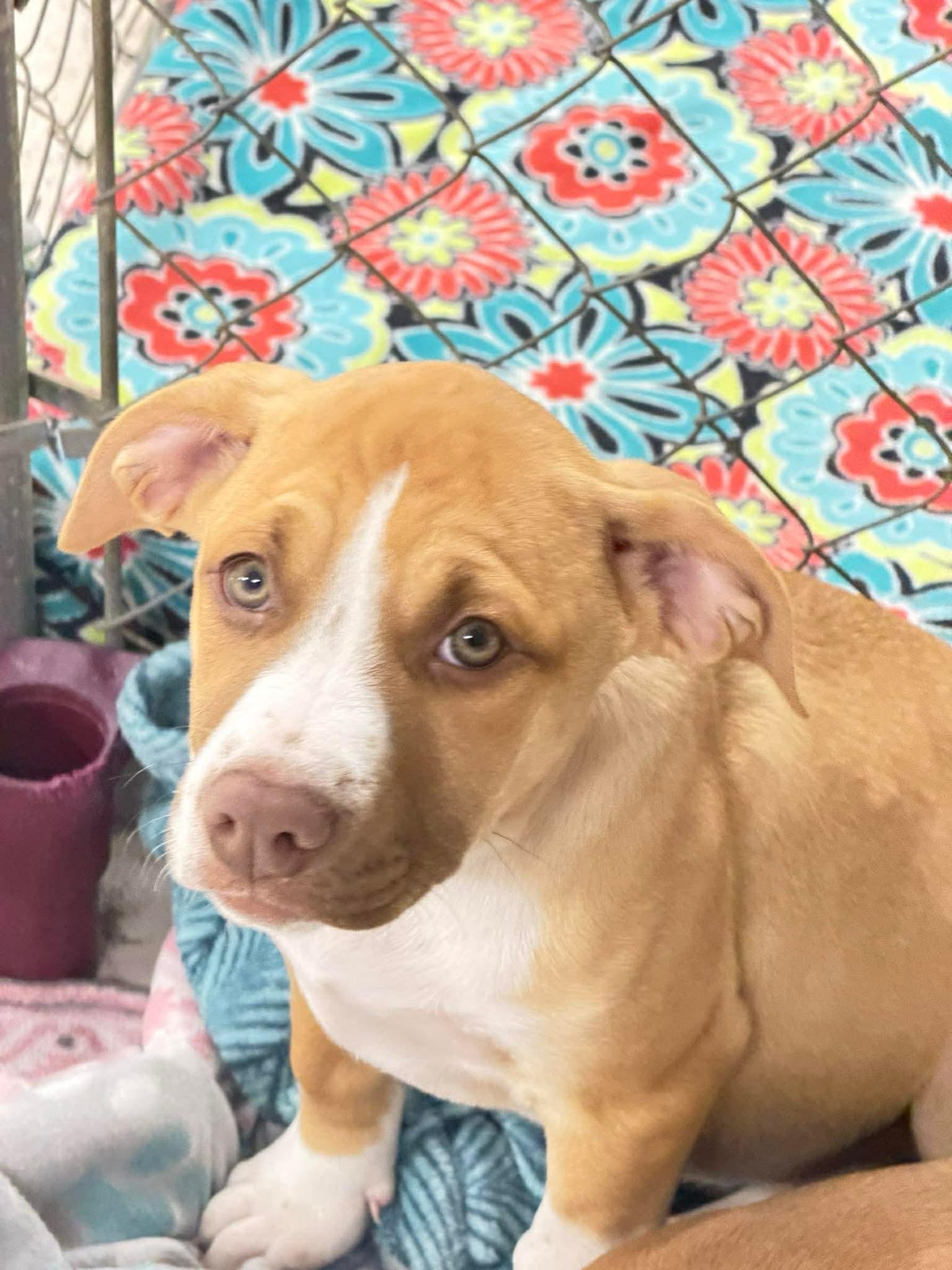 Enlarge Sadie , a Adoptable Mixed Breed in Argyle, NY image 4/5