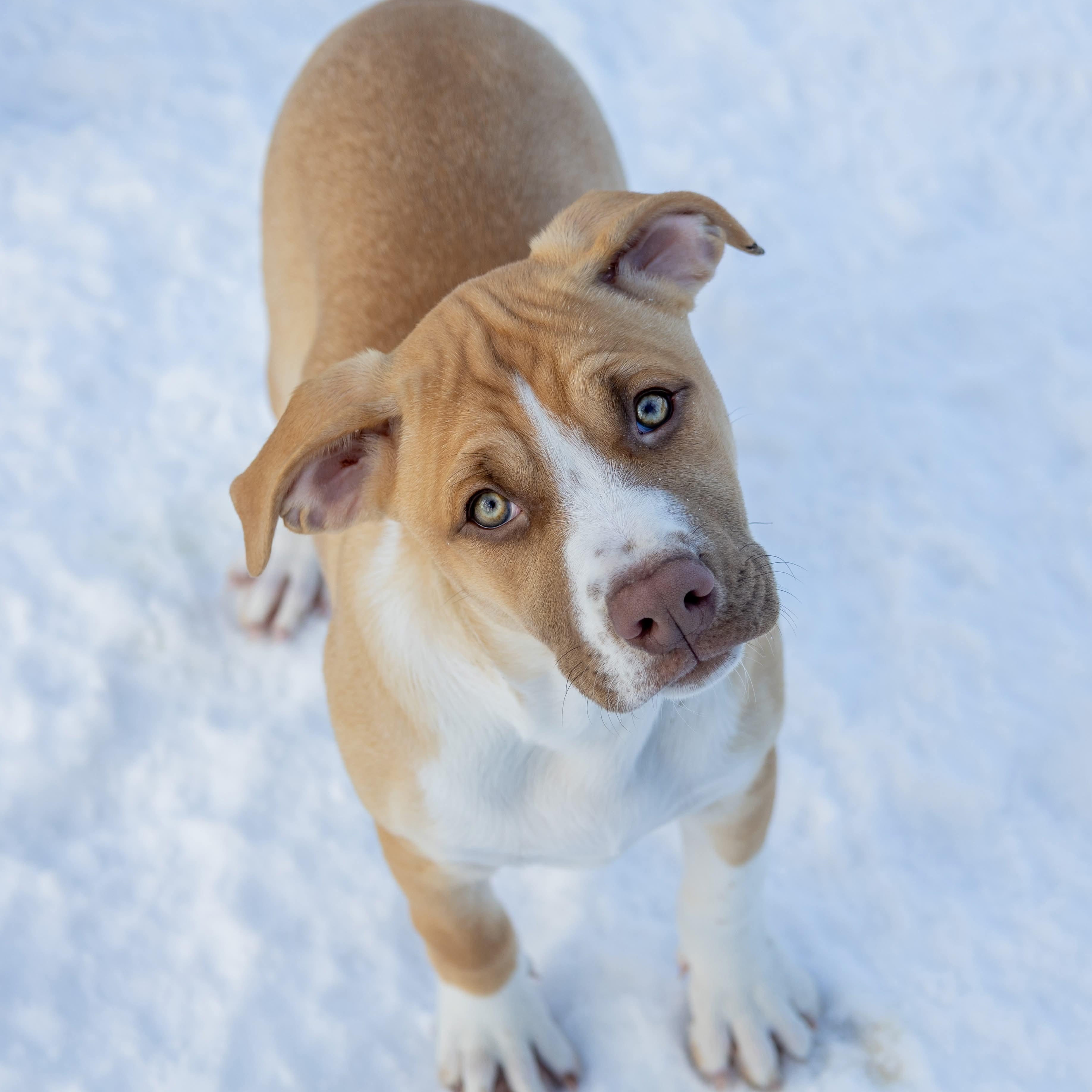 Sadie , Adoptable, Puppy Female Mixed Breed.
