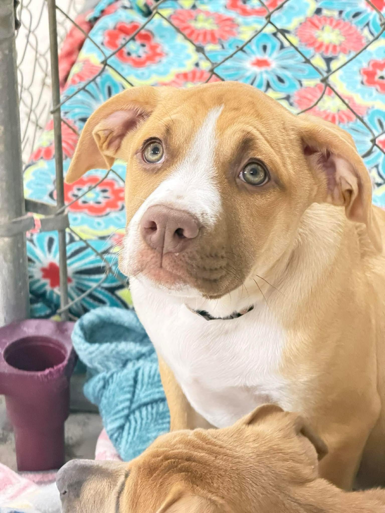 Enlarge Sadie , a Adoptable Mixed Breed in Argyle, NY image 2/5