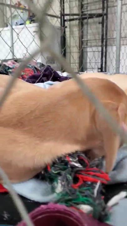 Enlarge Sadie , a Adoptable Mixed Breed in Argyle, NY video 5/5