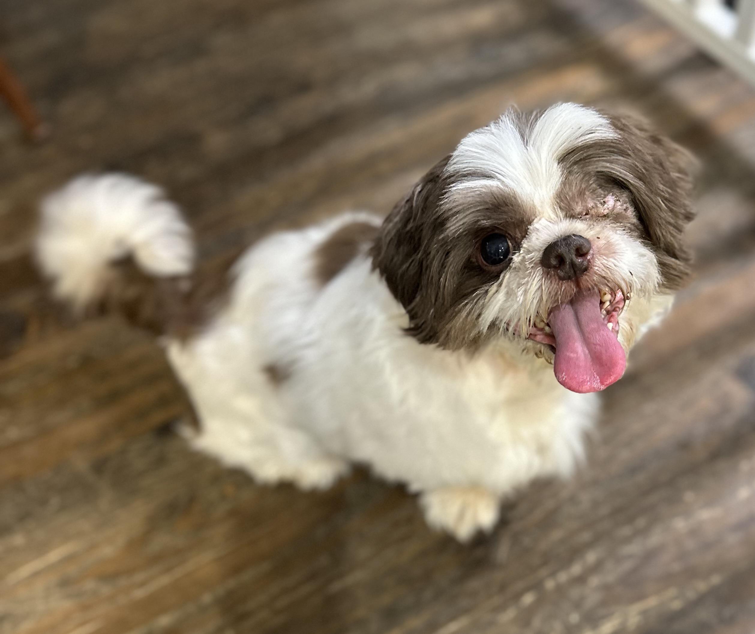 Cooper has one eye — thumbnail 2