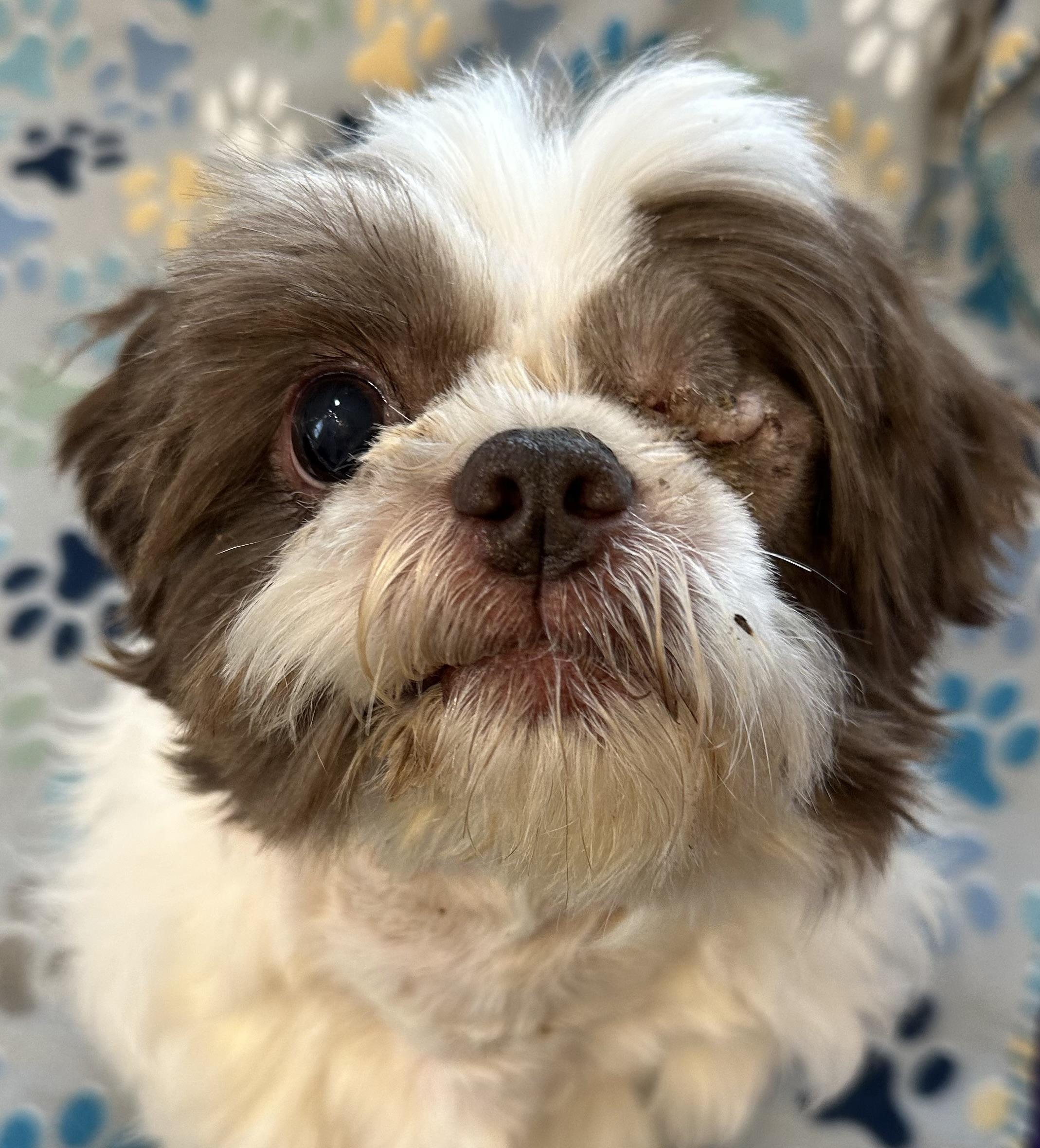 Cooper has one eye — thumbnail 3