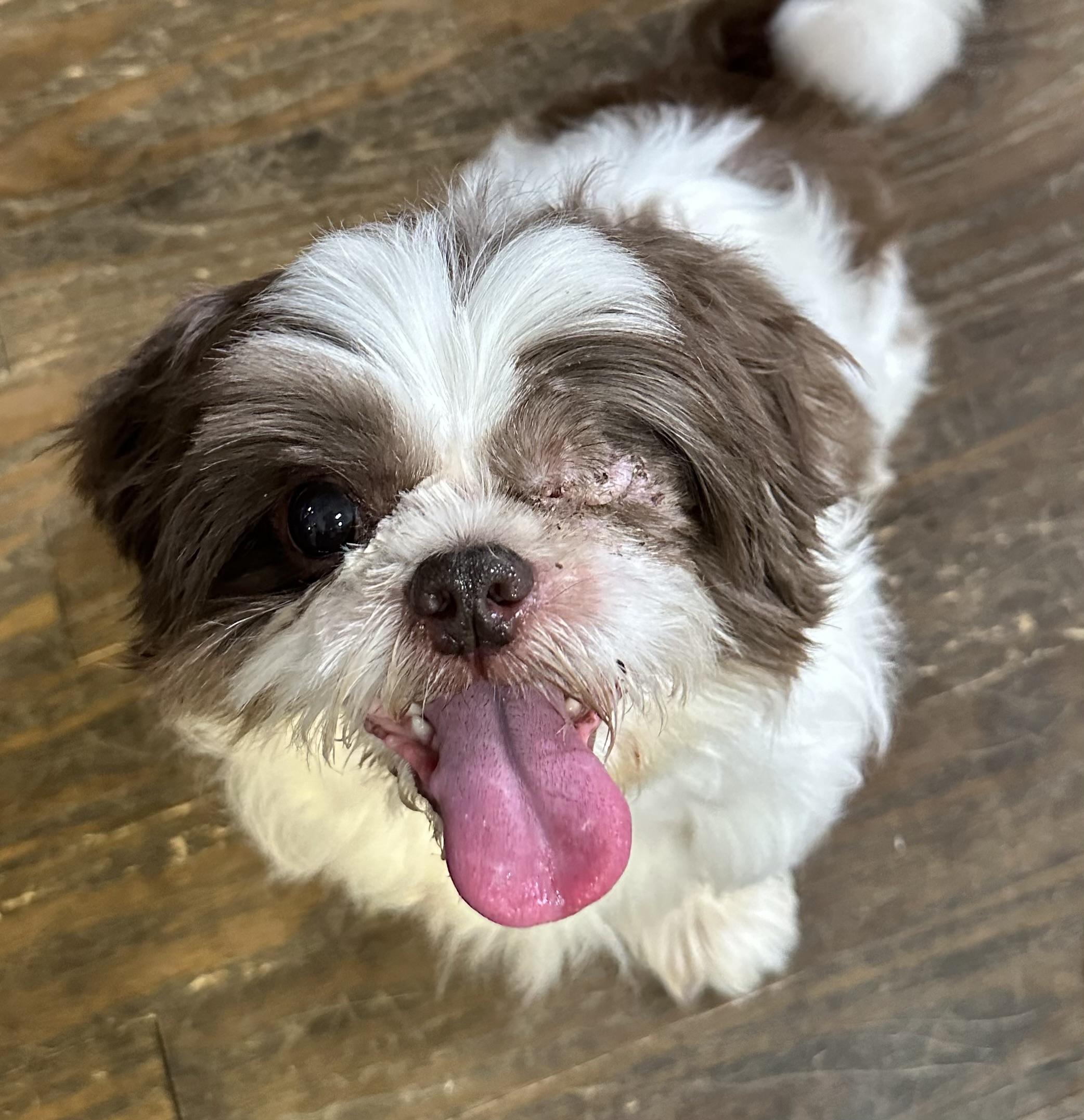 Cooper has one eye — thumbnail 4