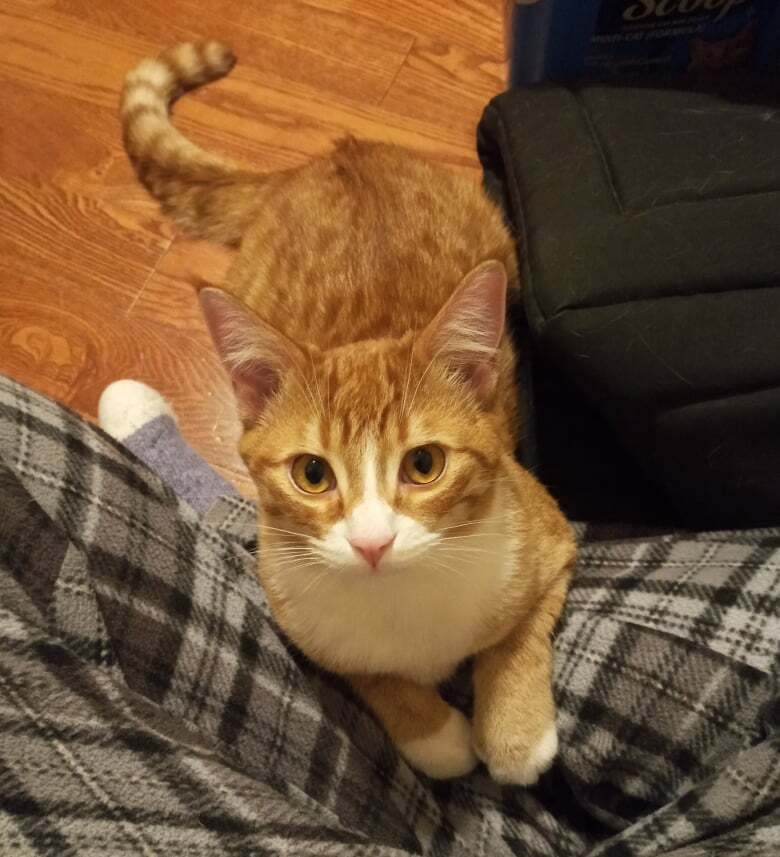 Enlarge Tuffnut (& Family), a Adoptable Domestic Short Hair in Saanichton, BC image 2/20