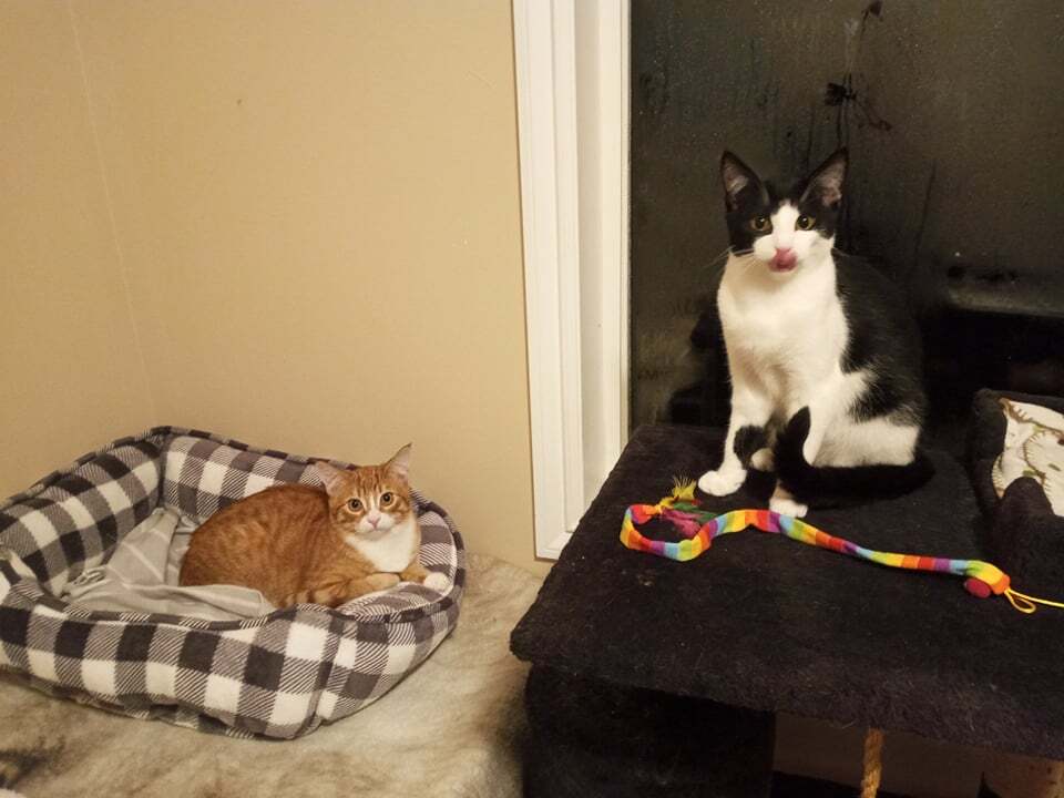 Enlarge Tuffnut (& Family), a Adoptable Domestic Short Hair in Saanichton, BC image 3/20