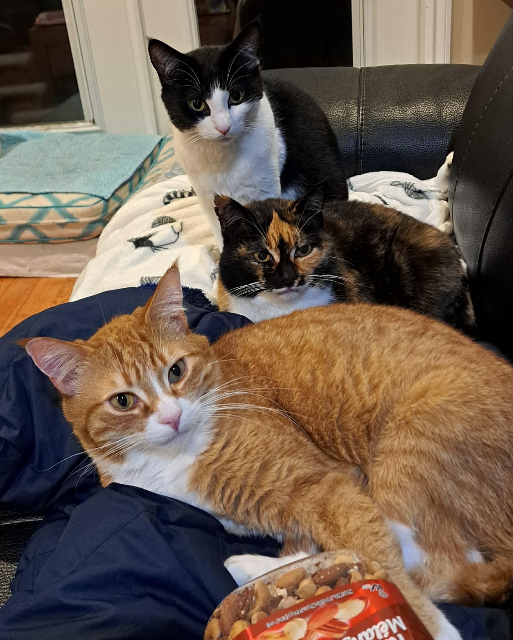 Enlarge Tuffnut (& Family), a Adoptable Domestic Short Hair in Saanichton, BC image 6/6