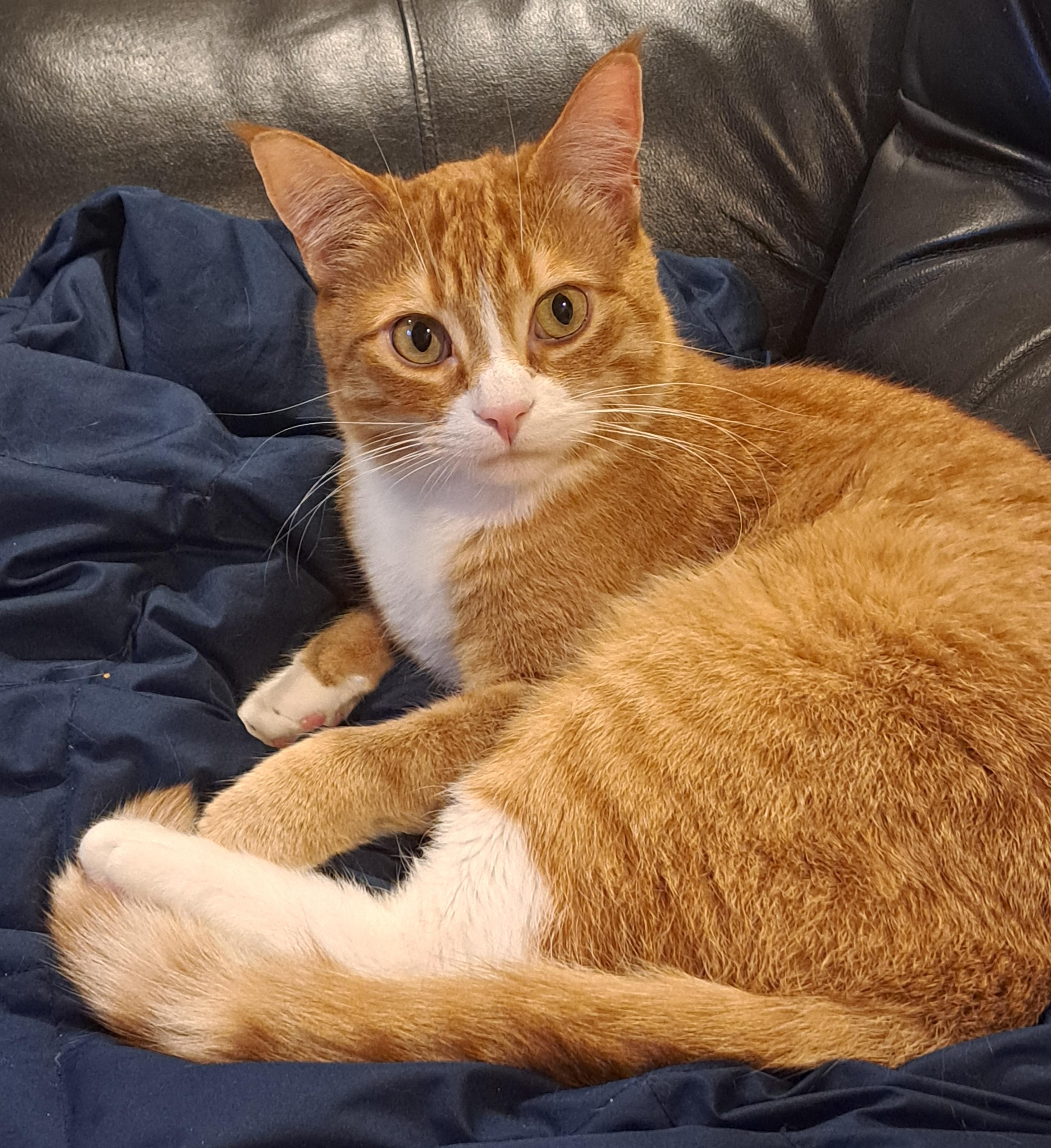 Enlarge Tuffnut (& Family), a Adoptable Domestic Short Hair in Saanichton, BC image 3/6