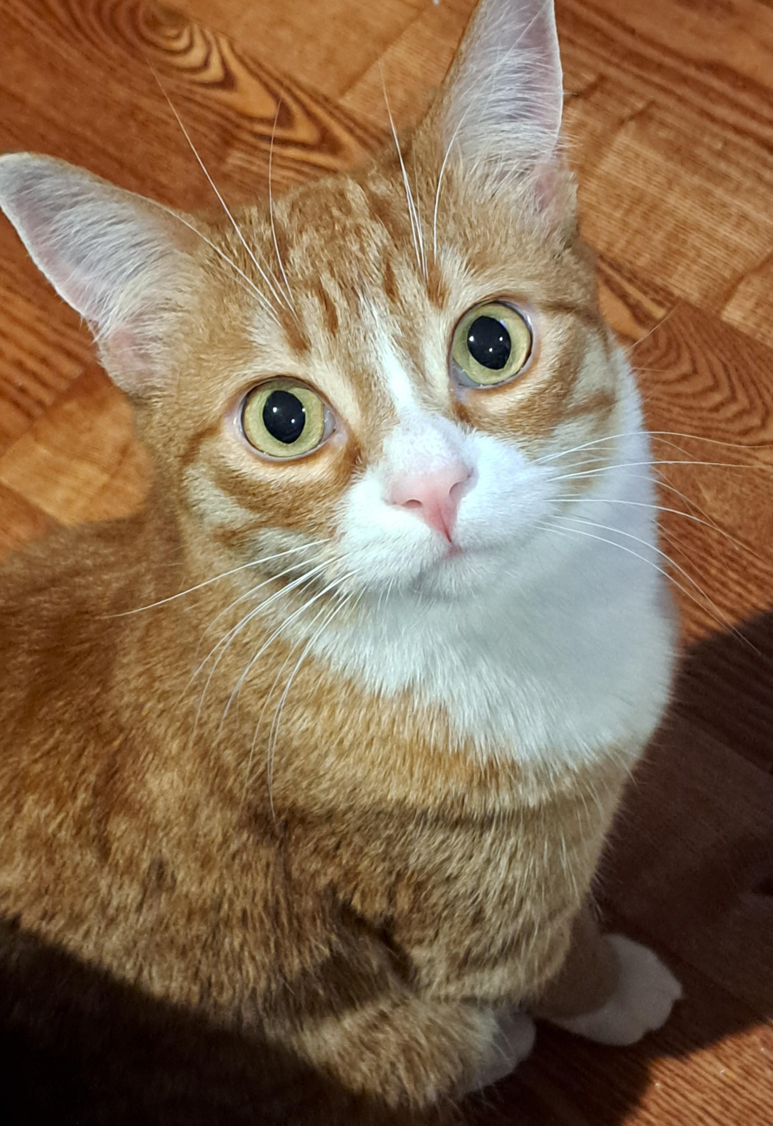 Tuffnut (& Family), Adoptable, Young Male Domestic Short Hair.