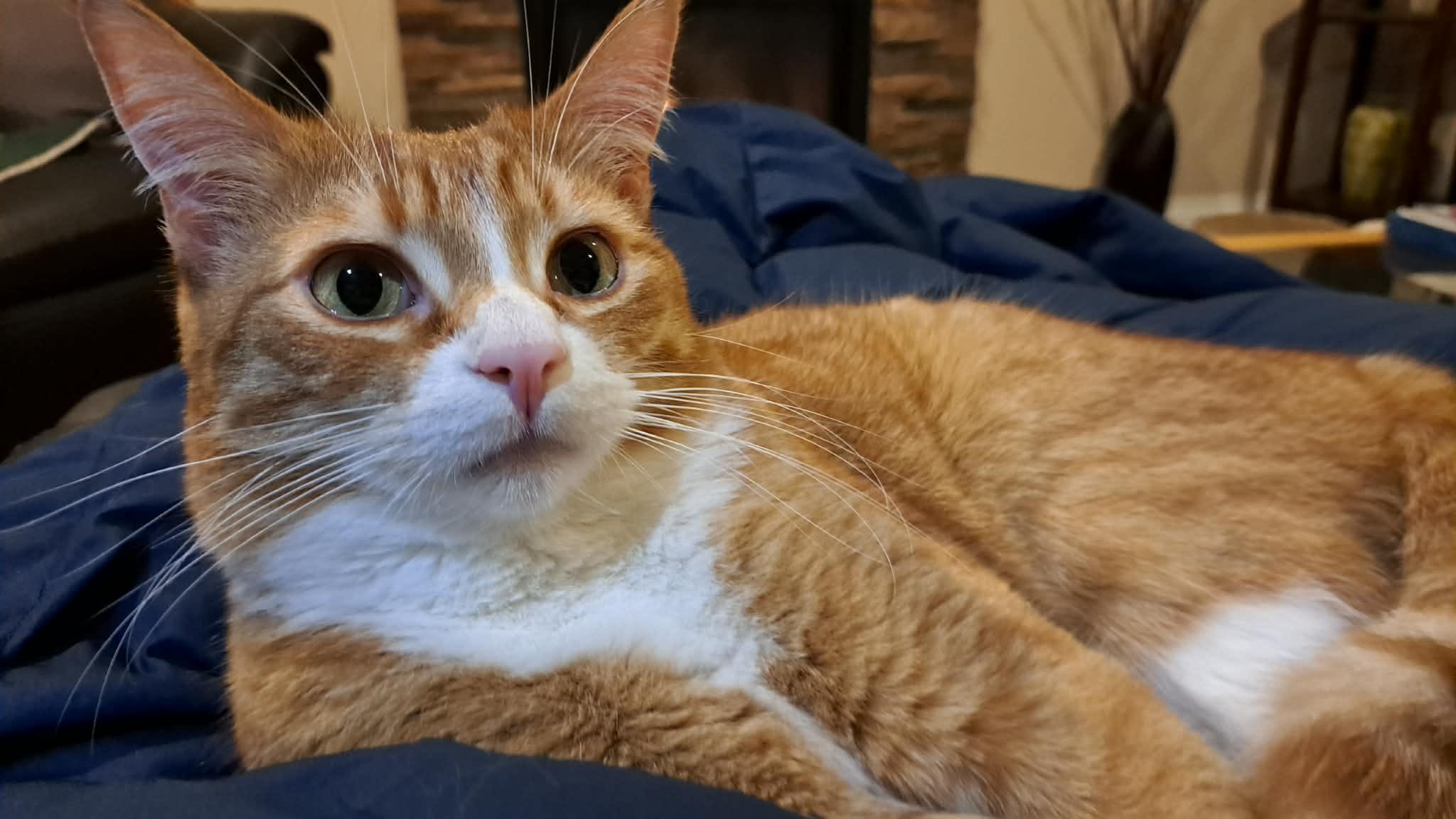 Enlarge Tuffnut (& Family), a Adoptable Domestic Short Hair in Saanichton, BC image 2/6