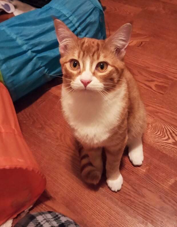 Enlarge Tuffnut (& Family), a Adoptable Domestic Short Hair in Saanichton, BC image 6/20