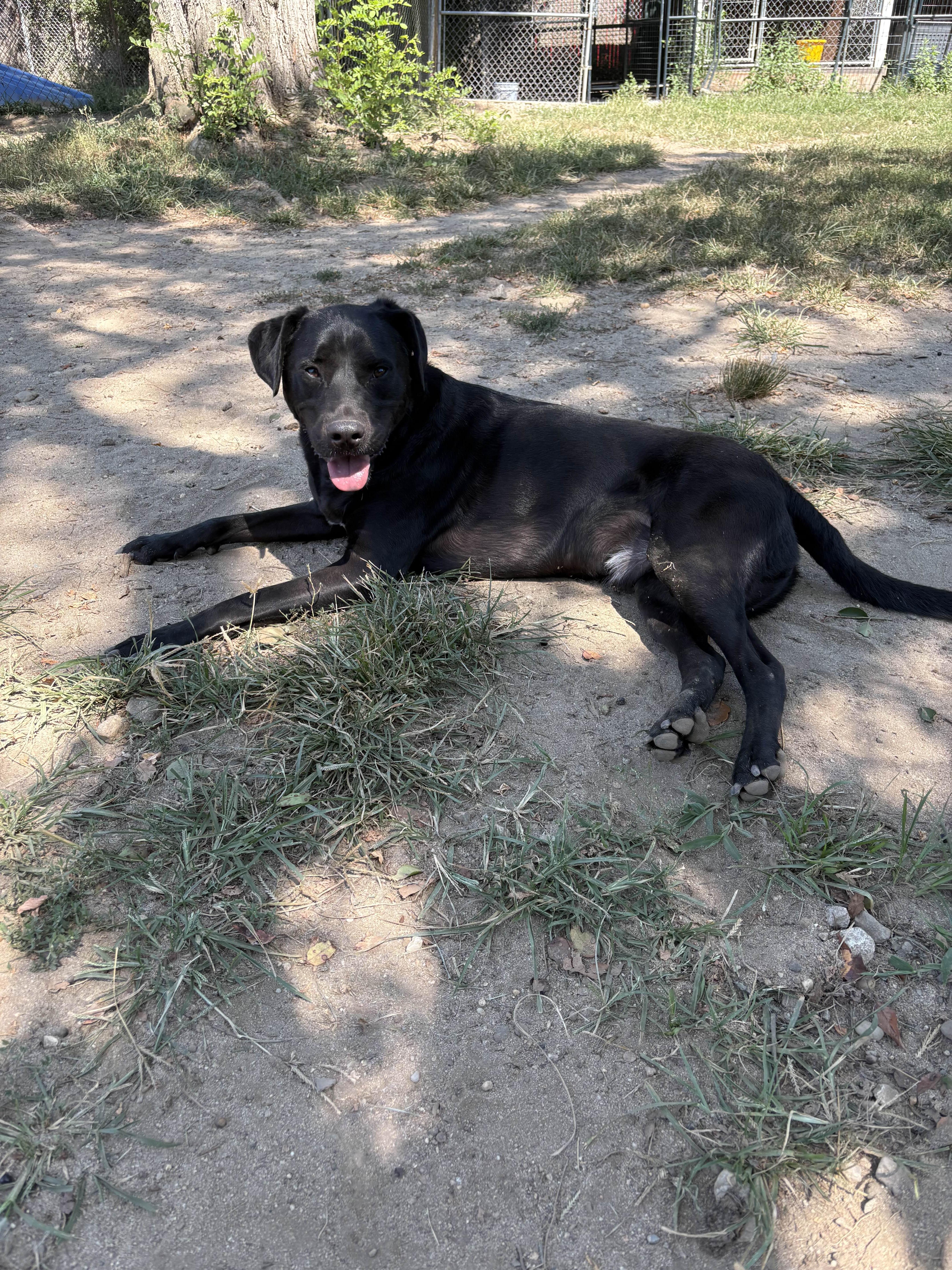 Enlarge Knight, a Adoptable mixed breed in Islip Terrace, NY image 5/6