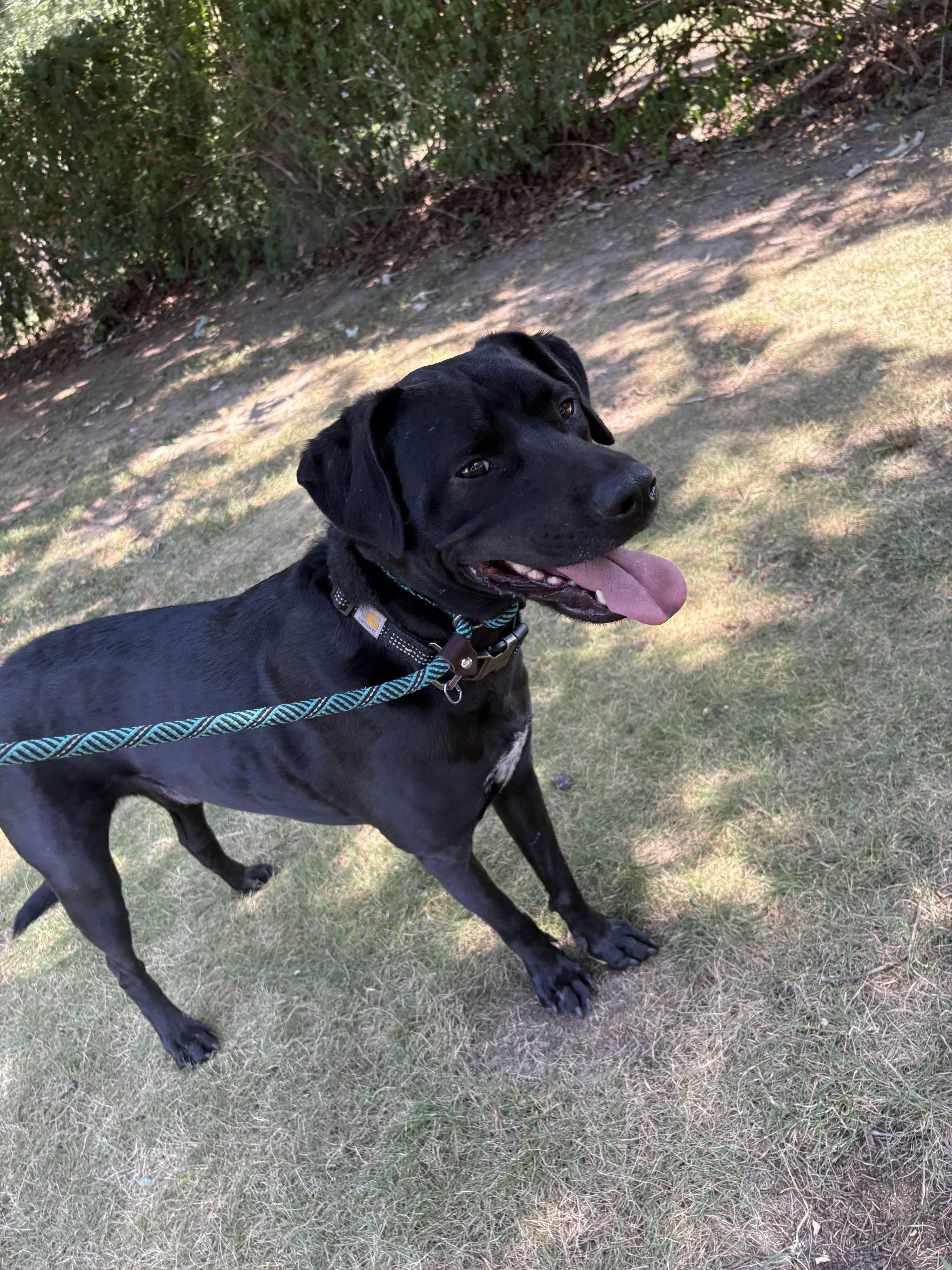 Enlarge Knight, a Adoptable mixed breed in Islip Terrace, NY image 2/6