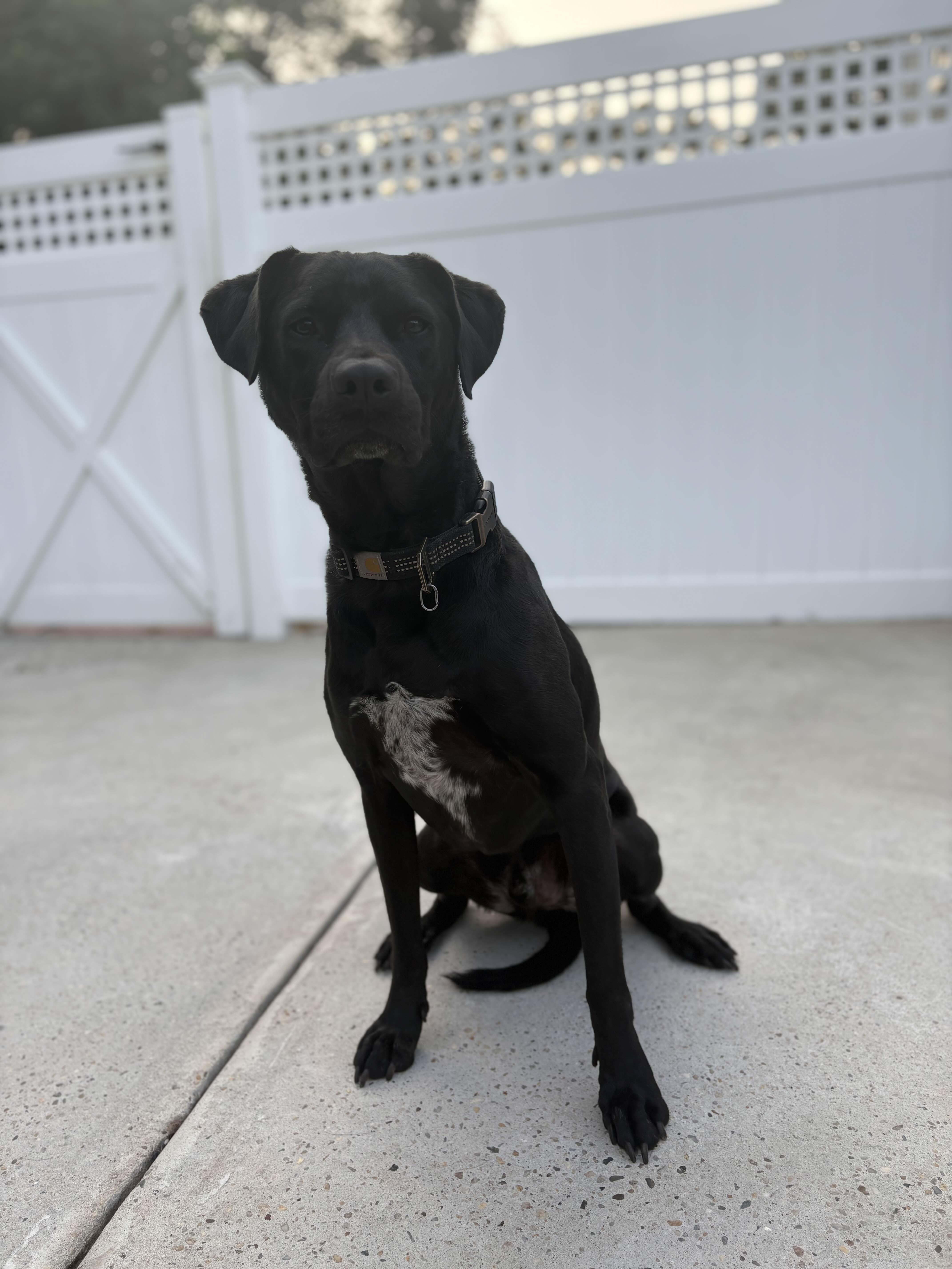 Enlarge Knight, a Adoptable mixed breed in Islip Terrace, NY image 4/6
