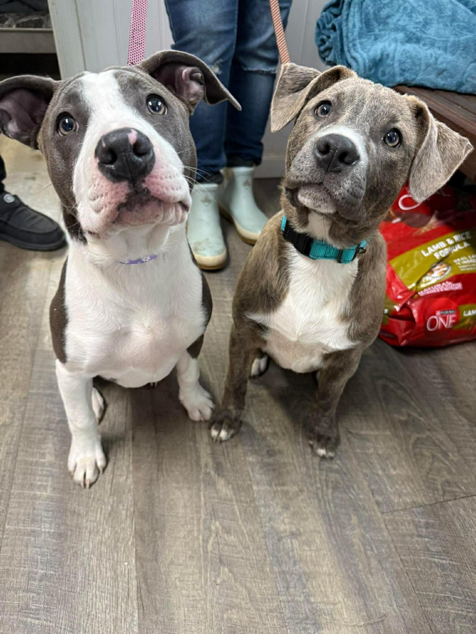 Enlarge Thelma, a ADOPTABLE mixed breed in Jackson , NJ image 2/2