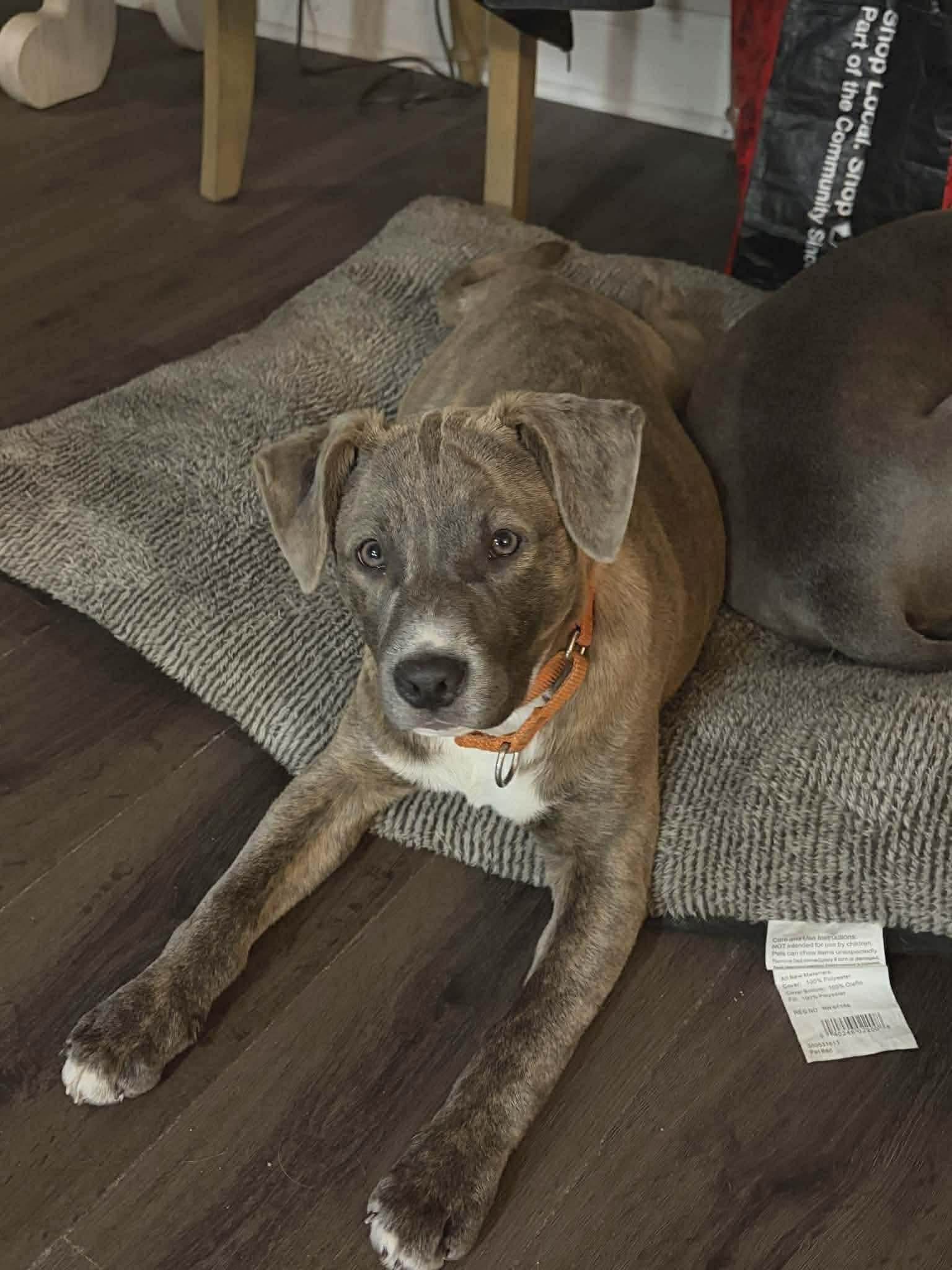 Thelma, ADOPTABLE, Young Female Pit Bull Terrier.