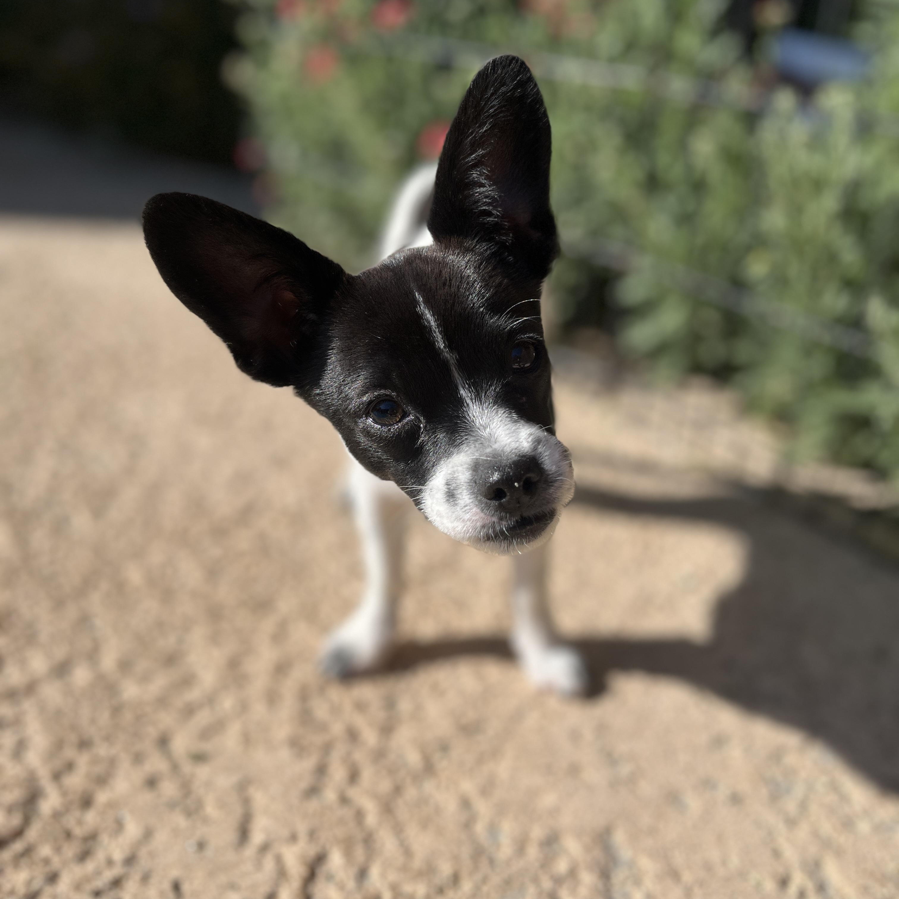 Minnie, Baby Female Chihuahua