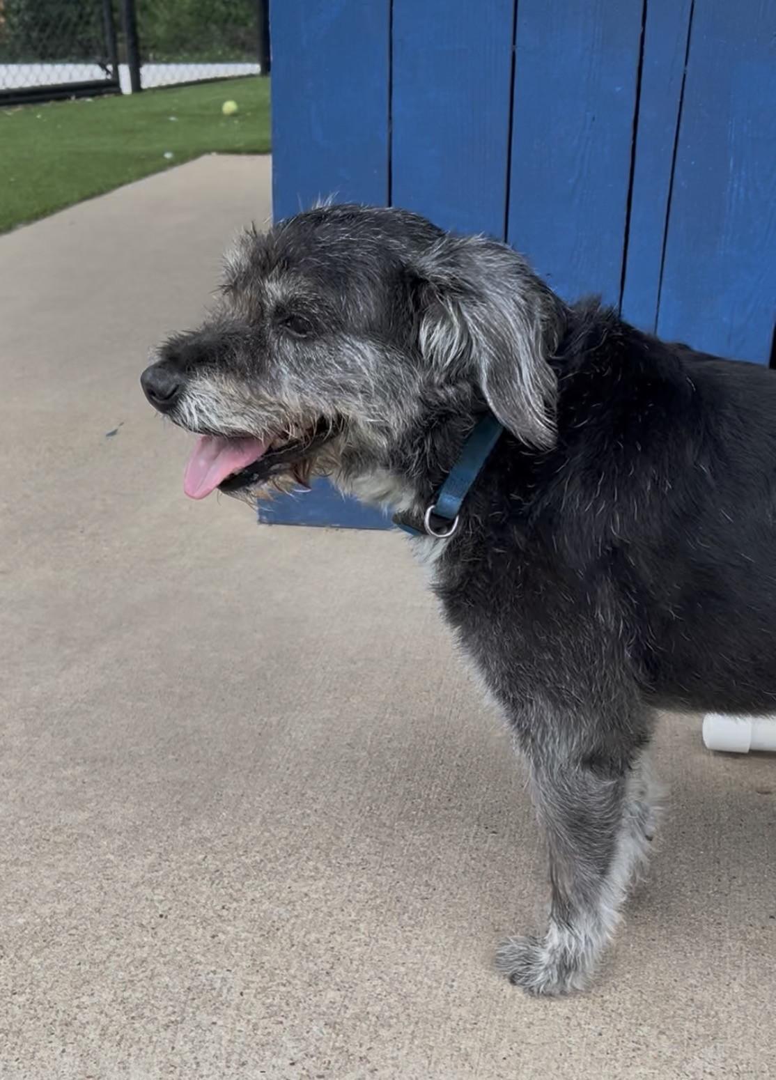 Scout, a ADOPTABLE mixed breed in Allen, TX image 4/4