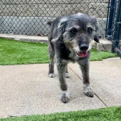 Scout, a ADOPTABLE mixed breed in Allen, TX image 2/4