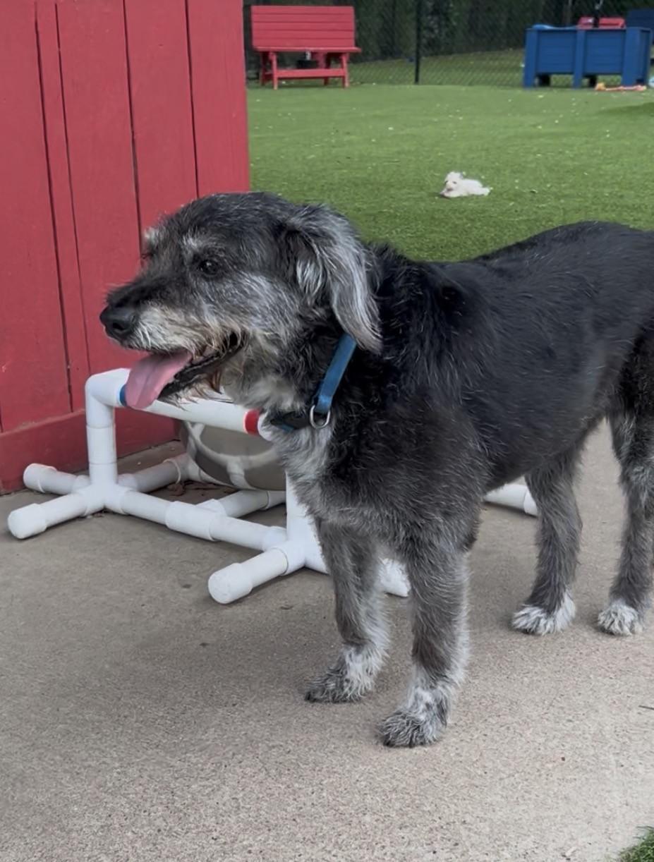 Scout, a ADOPTABLE mixed breed in Allen, TX image 3/4