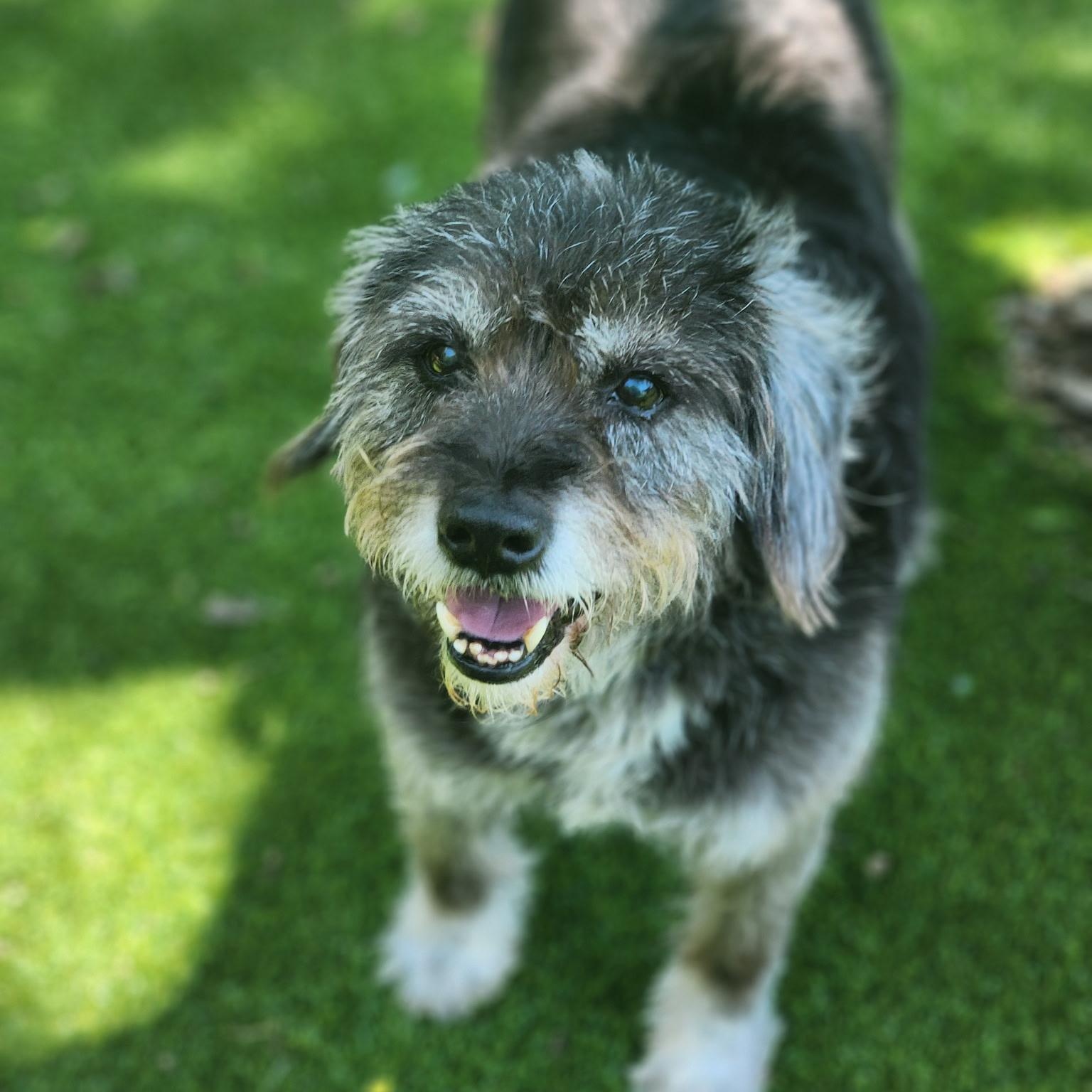 Enlarge Scout, an adopted mixed breed in Allen, TX image 2/5