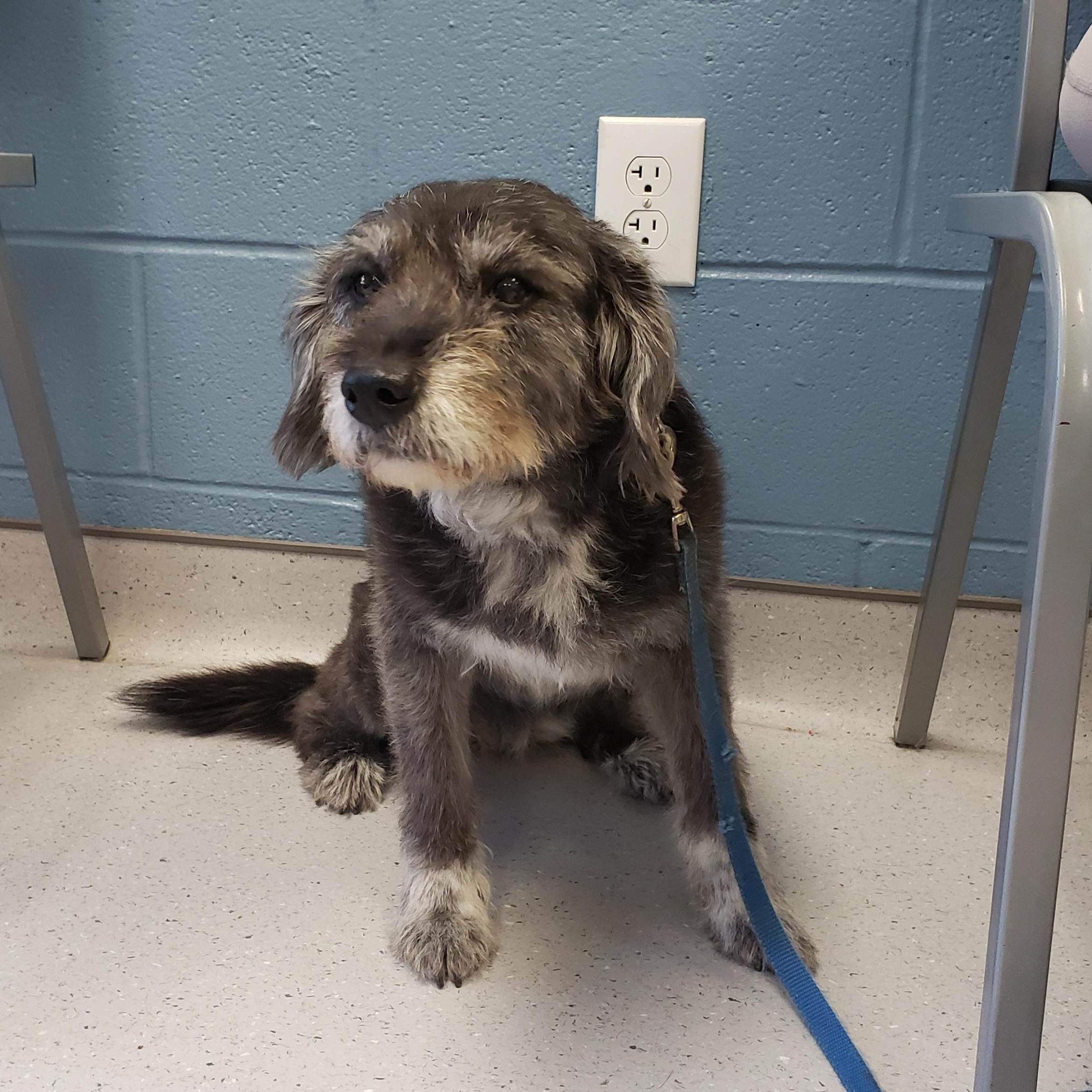 Scout, ADOPTABLE, Senior Female Terrier.