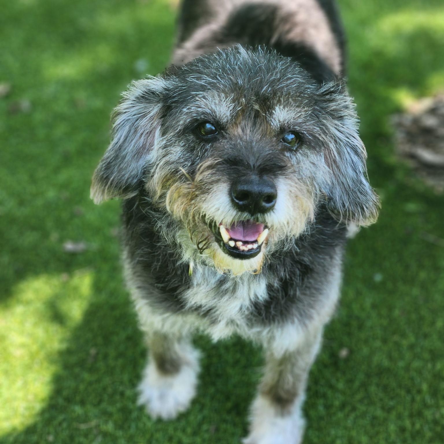 Enlarge Scout, an adopted mixed breed in Allen, TX image 1/5