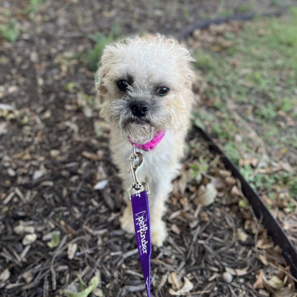 Samantha, Adoptable, Adult Female Border Terrier & Brussels Griffon.
