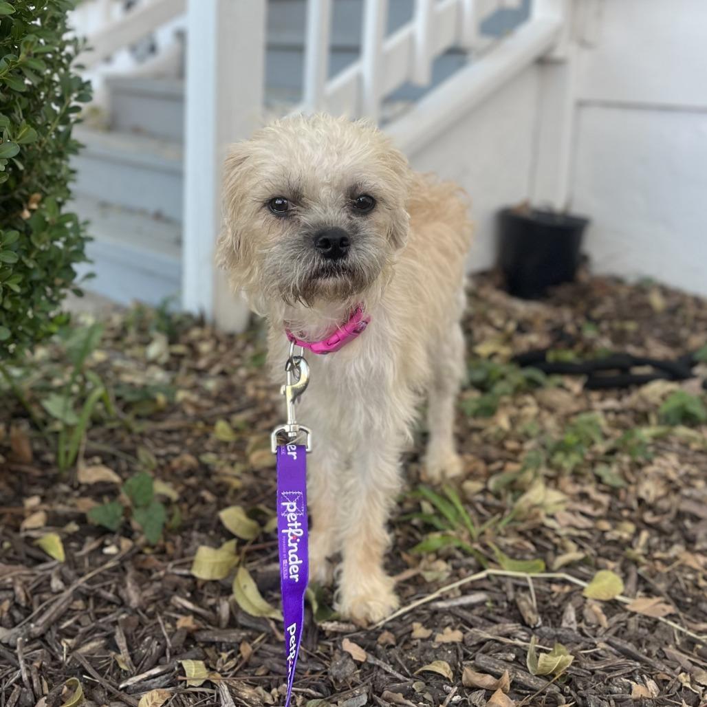 Enlarge Samantha, a Adoptable mixed breed in San Antonio, TX image 2/6