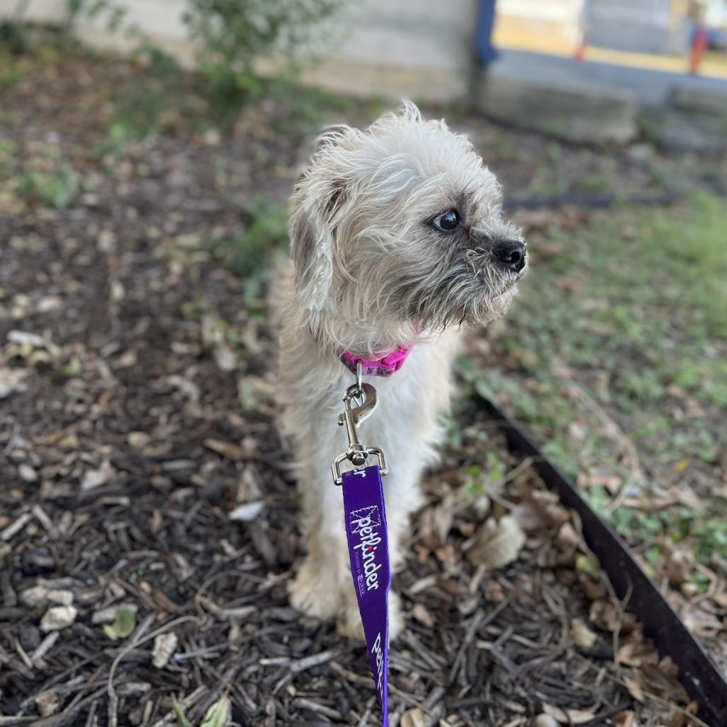 Enlarge Samantha, a Adoptable mixed breed in San Antonio, TX image 5/6