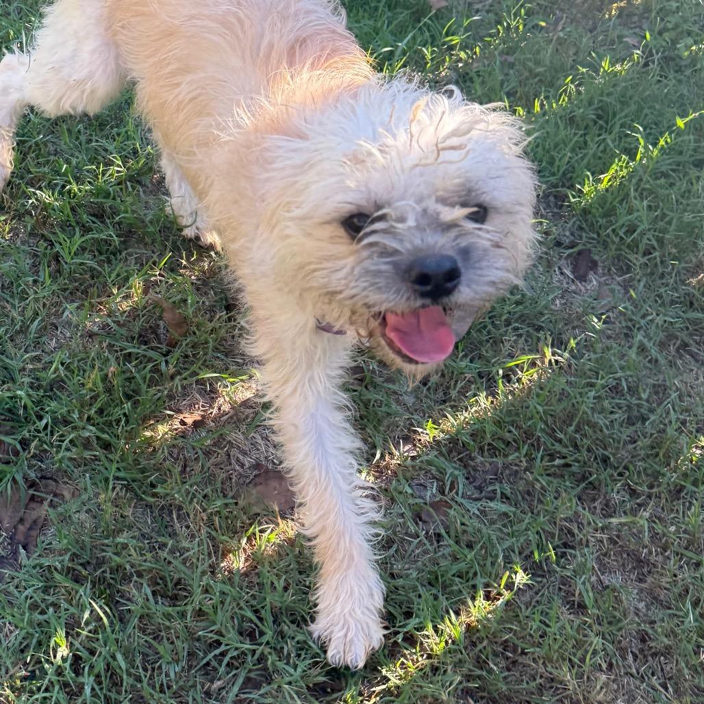 Enlarge Samantha, a Adoptable mixed breed in San Antonio, TX image 6/6