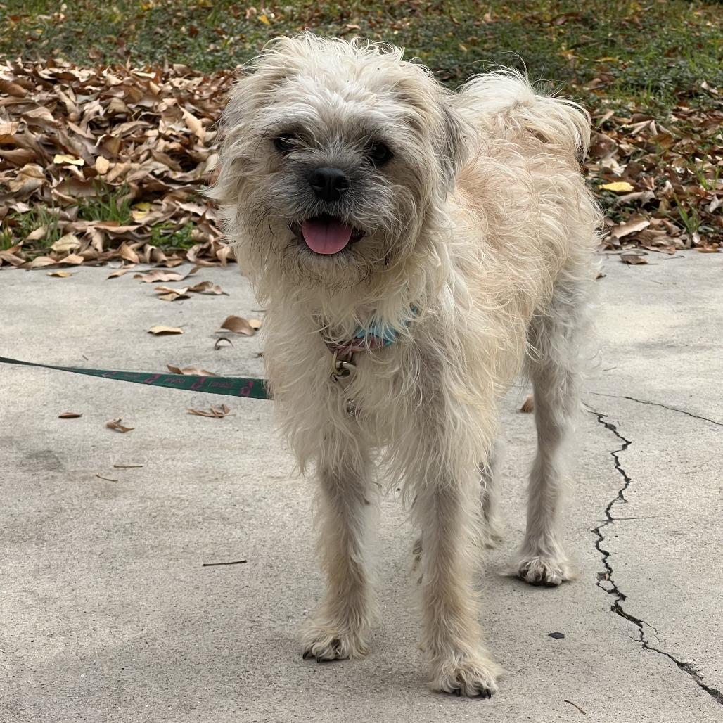 Enlarge Samantha, a Adoptable mixed breed in San Antonio, TX image 6/6