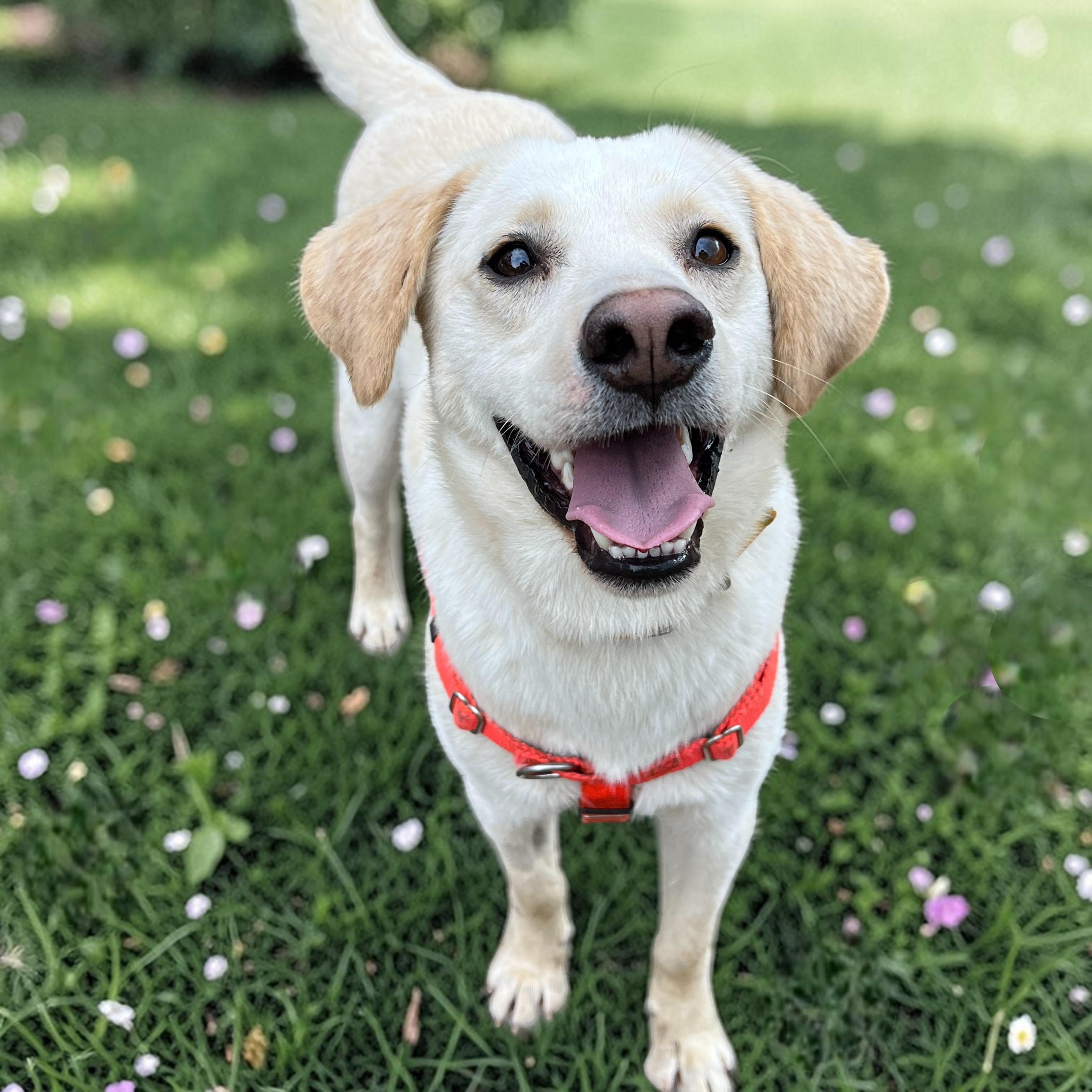 Feller, a ADOPTABLE mixed breed in Cedar Mountain, NC image 3/6