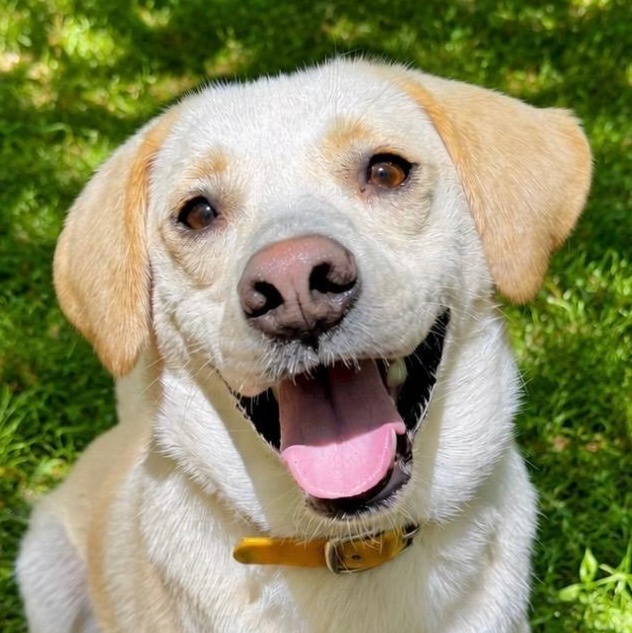 Feller, an adoptable mixed breed in Cedar Mountain, NC image 1/6